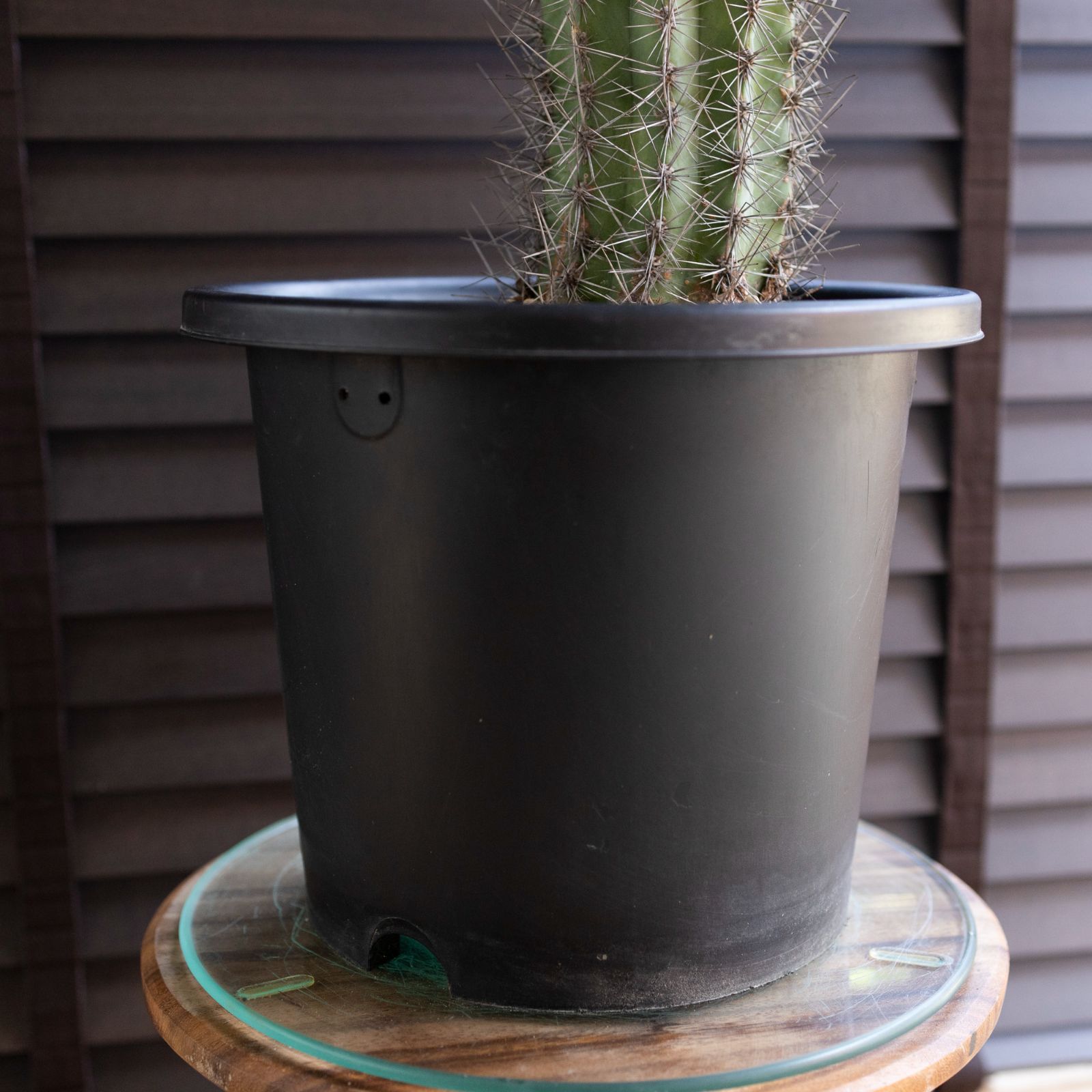 武倫柱 柱サボテン 8号 高さ65cm パキケレウス ブリン柱 ブリンチュウ 1005BK