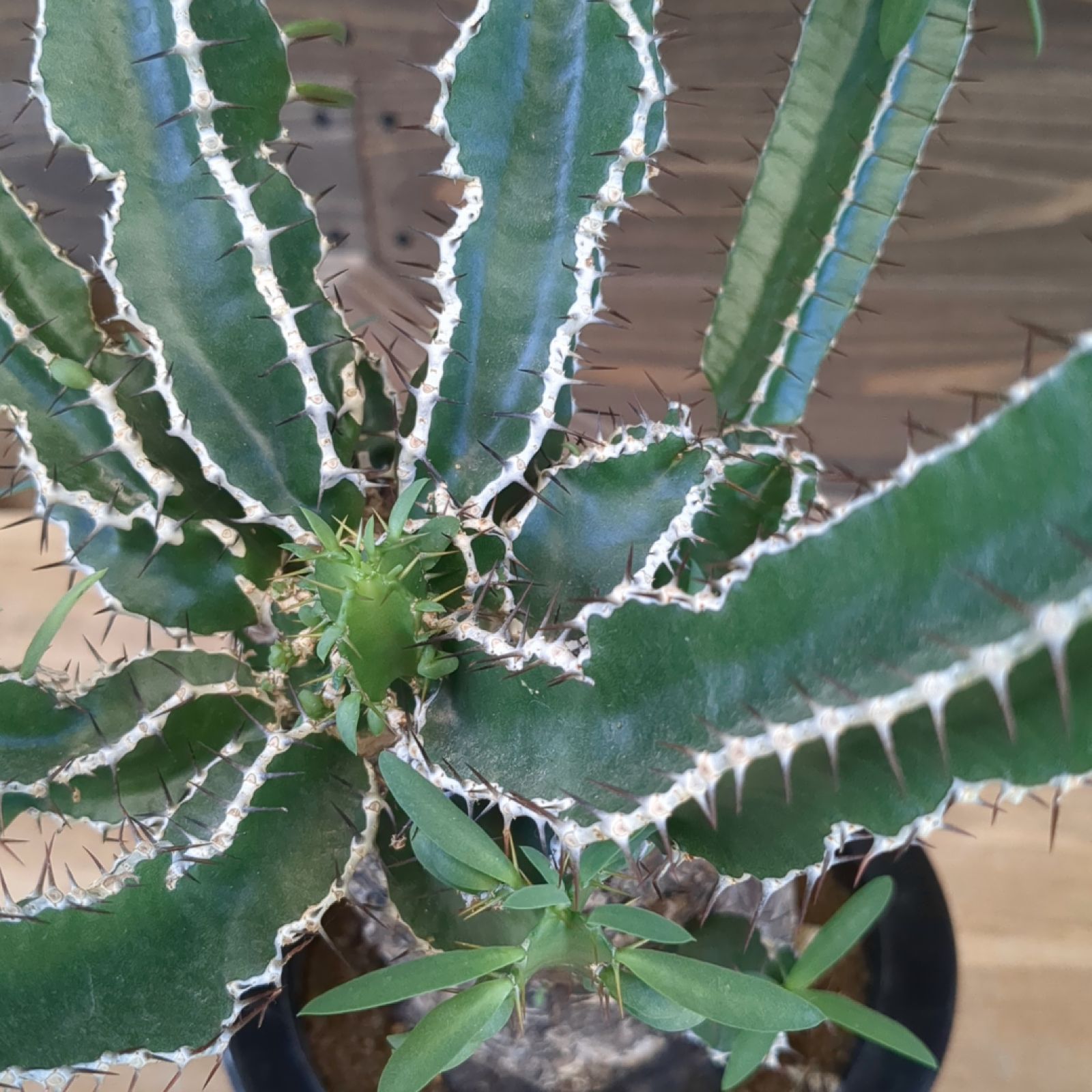 ユーフォルビア ムランジーナ em01 ［鉢ごとメルカリ便］ ユーフォルビア ムランジーナ em01 ［鉢ごとメルカリ便］ - メルカリ