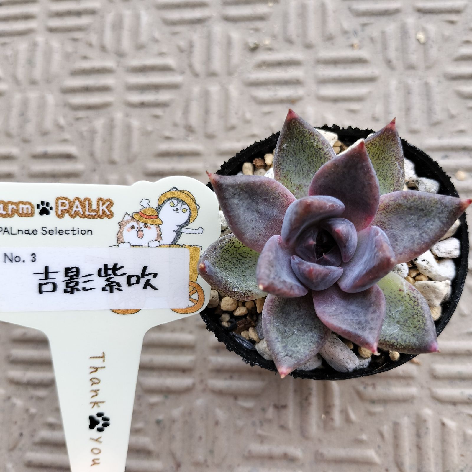 吉影紫吹 ファームパルク 多肉植物 エケベリア farm PALK - メルカリ