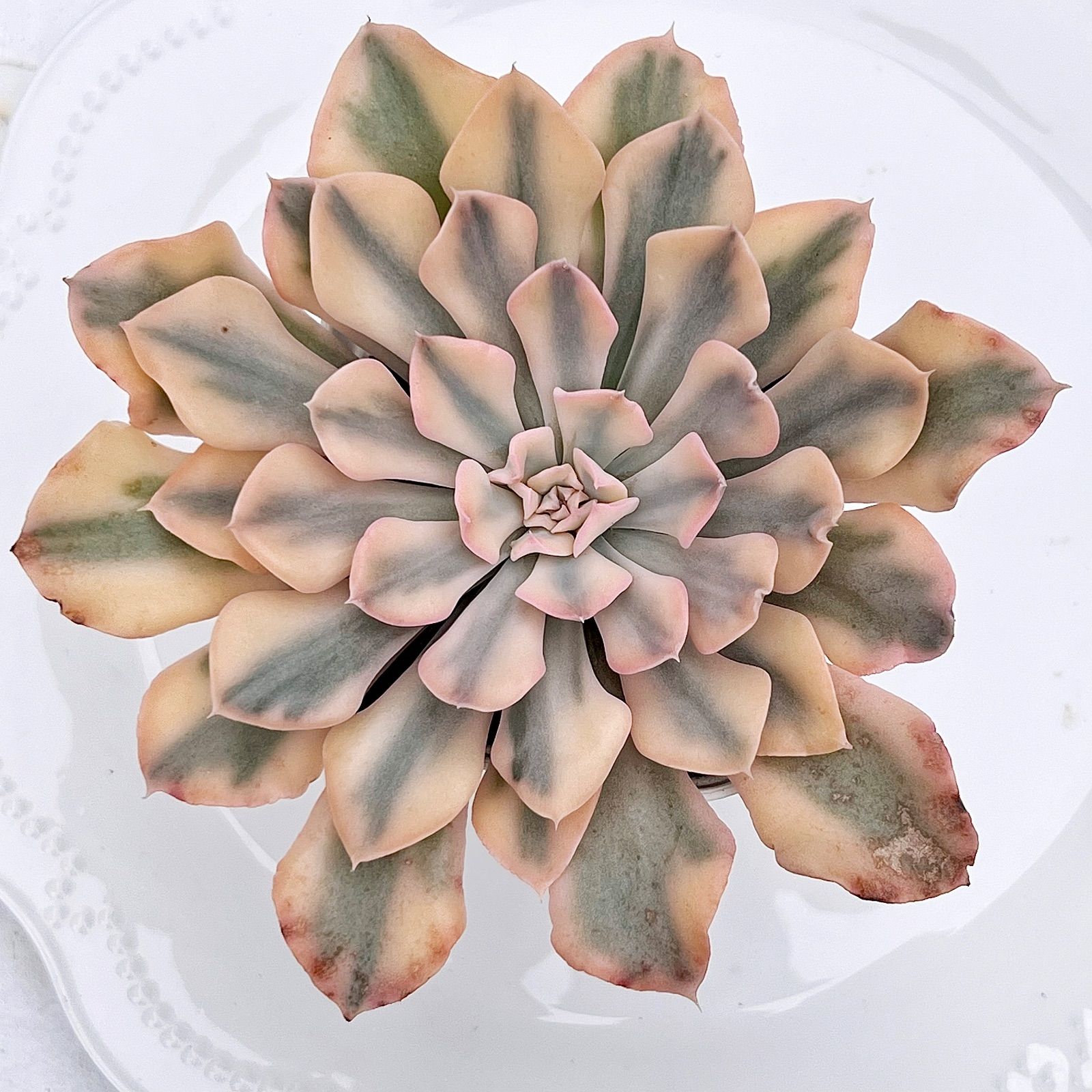 多肉植物【シュガークリスタル】（氷砂糖水晶）　抜き苗 多肉植物【シュガークリスタル】（氷砂糖水晶） 抜き苗 観葉植物