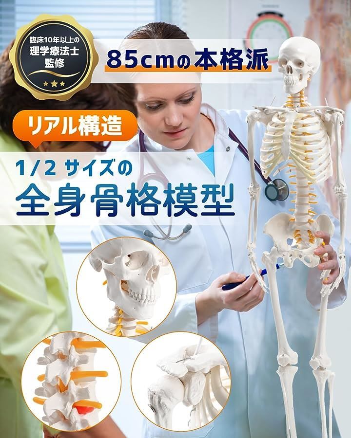 リアルで再現性の高い1|2サイズの全身骨格模型 人体模型