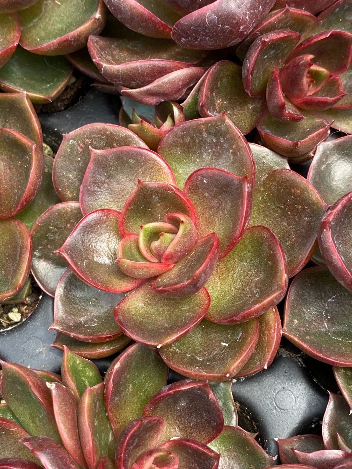 エ*肉様 Z917レッドライト50苗 抜き苗 多肉植物 エケベリア サボテン 韓 50株の抜き苗セット】レッドライト 多肉植物 佐川急便発送 エケベリア