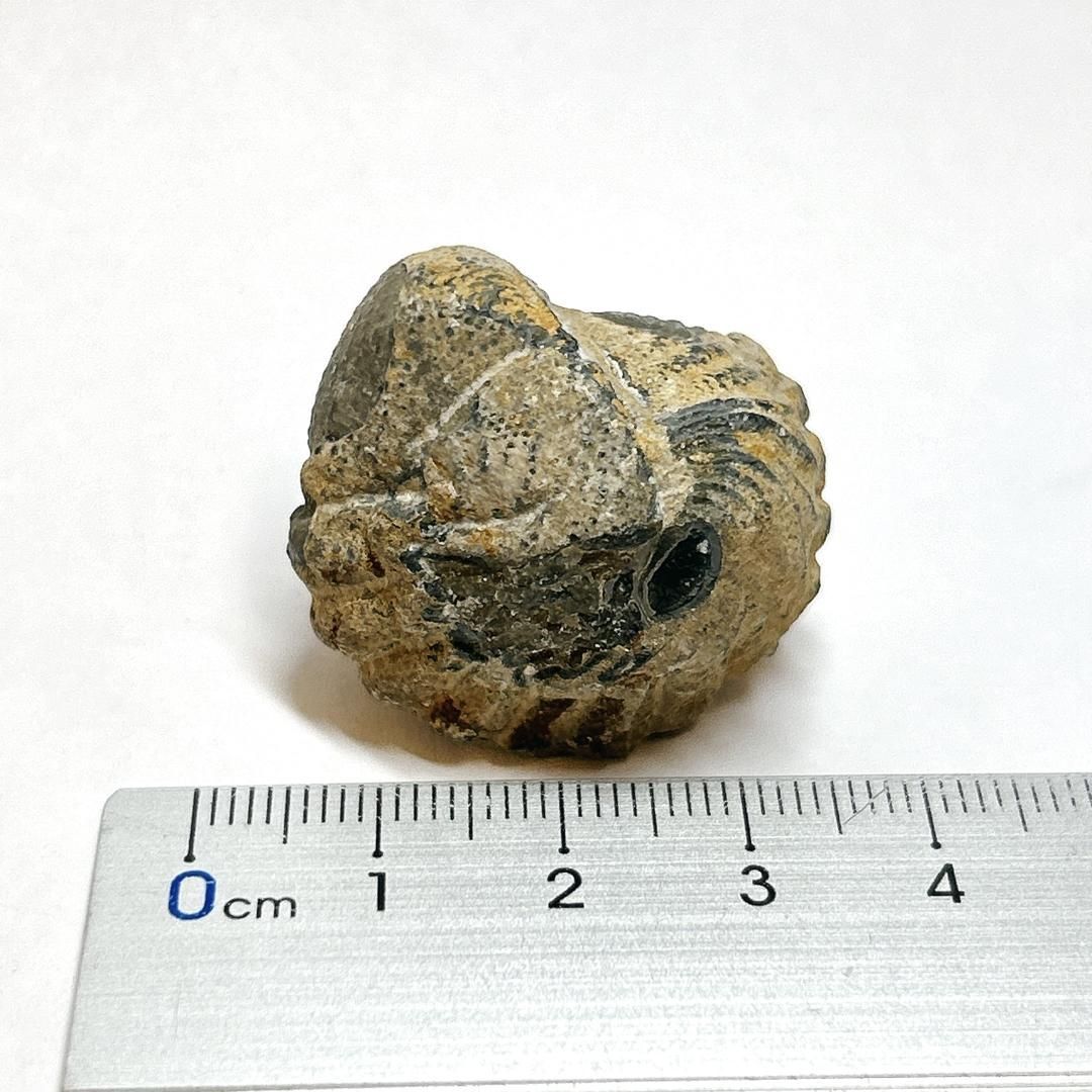 E13209】三葉虫 古生代デボン紀 化石 モロッコ 化石標本 - メルカリ