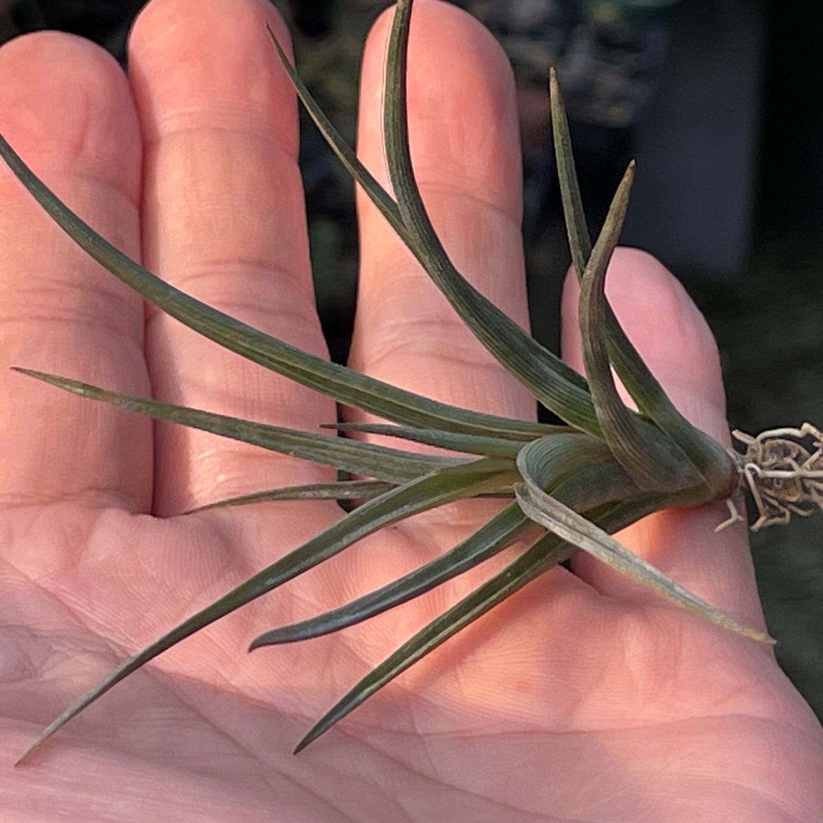 ブロメリア・エアープランツ Tillandsia erici チランジア エリックノブロック Tillandsia 'Eric knobloch' タイ由来
