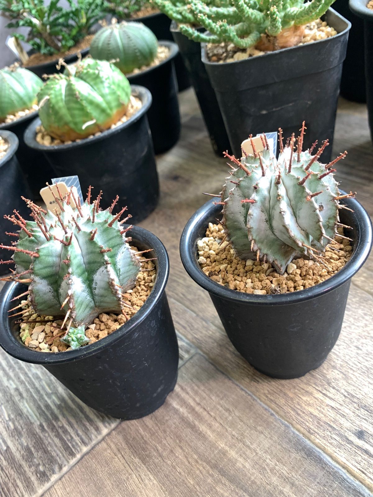 ユーフォルビア 白衣 ホリダ 白衣ホリダ 2.5号鉢 ユーフォルビア 白衣