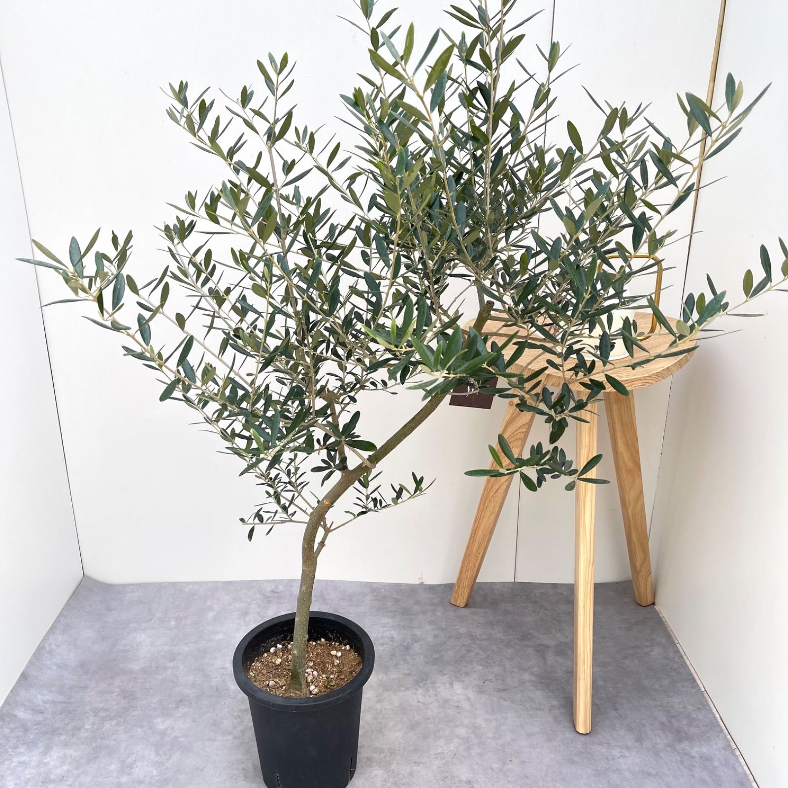 観葉植物 創樹