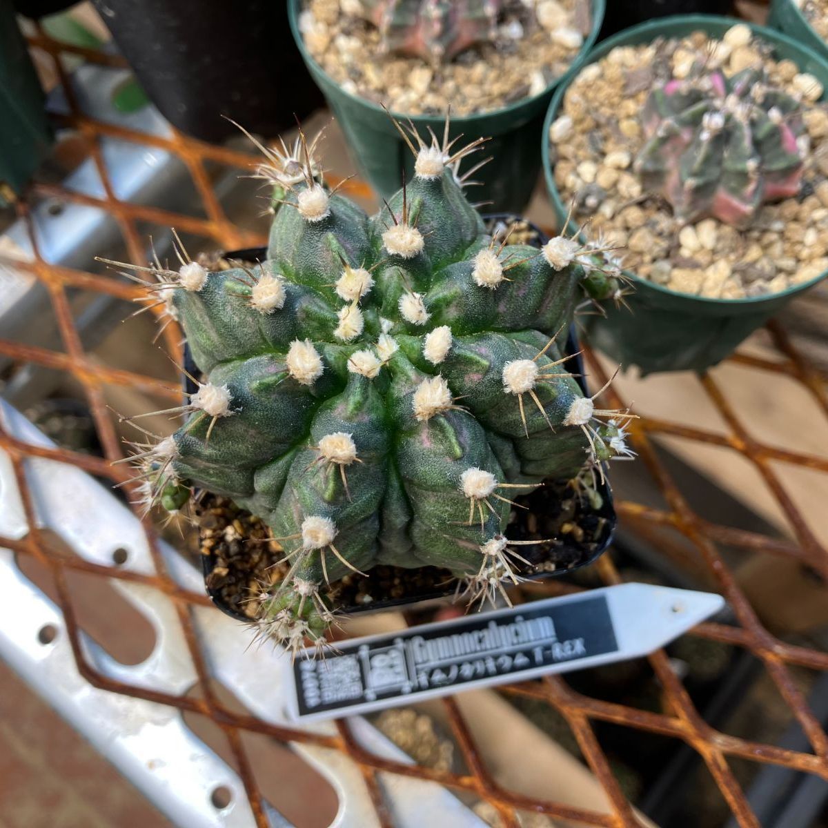 Gymnocalycium