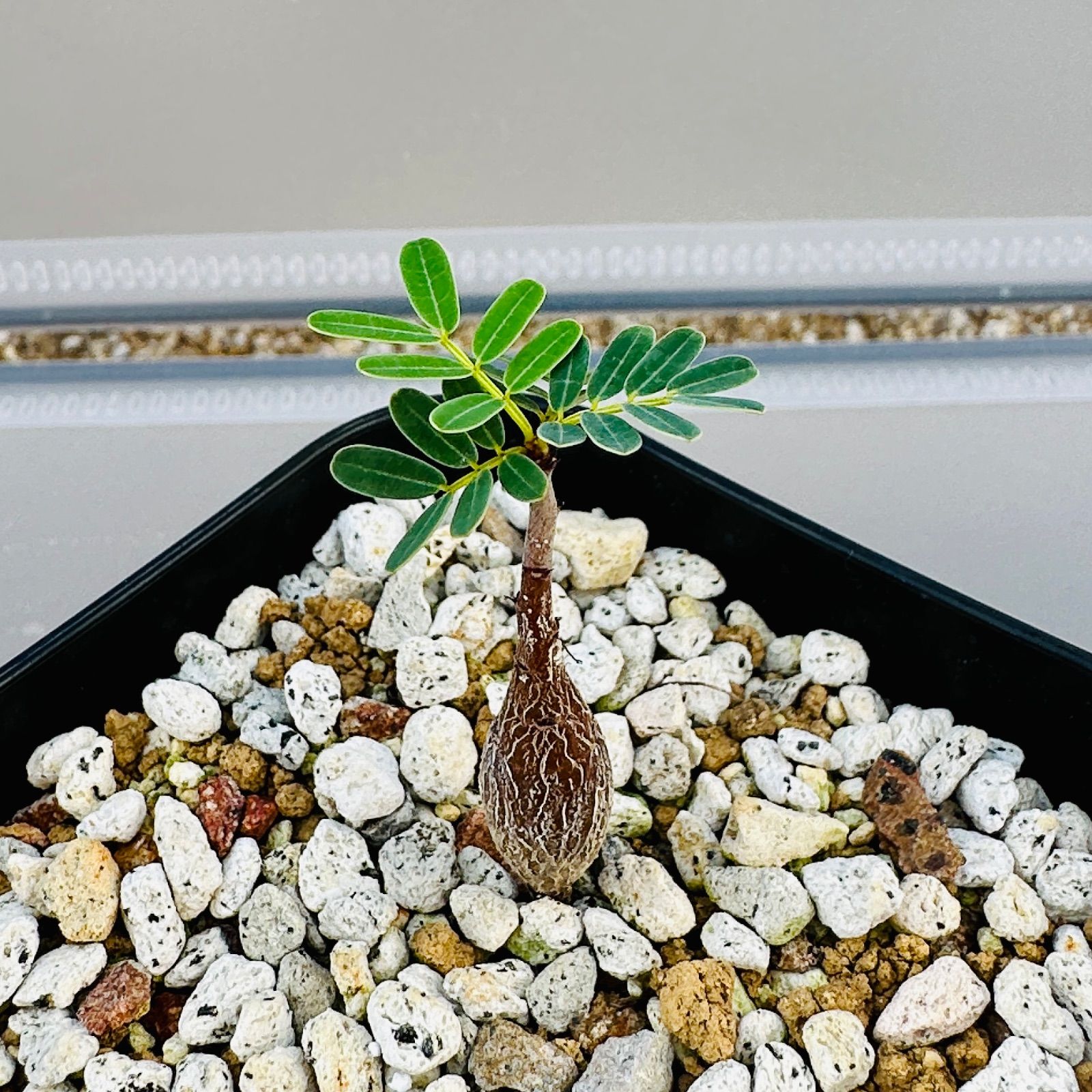 センナ メリディオナリス 実生 抜き苗 Y09 - メルカリ