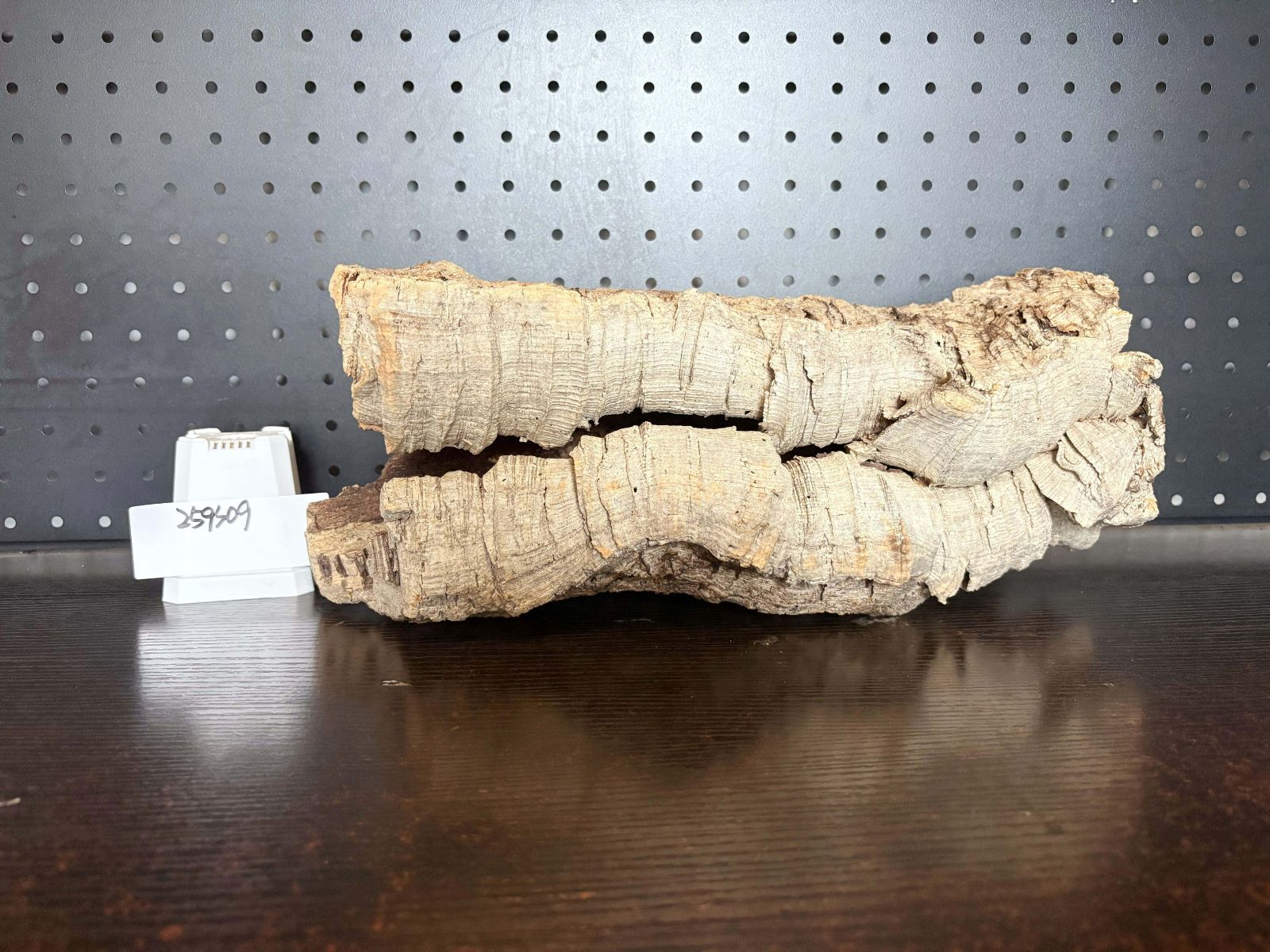 バージンコルク チランジア