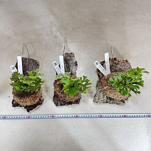 観葉植物