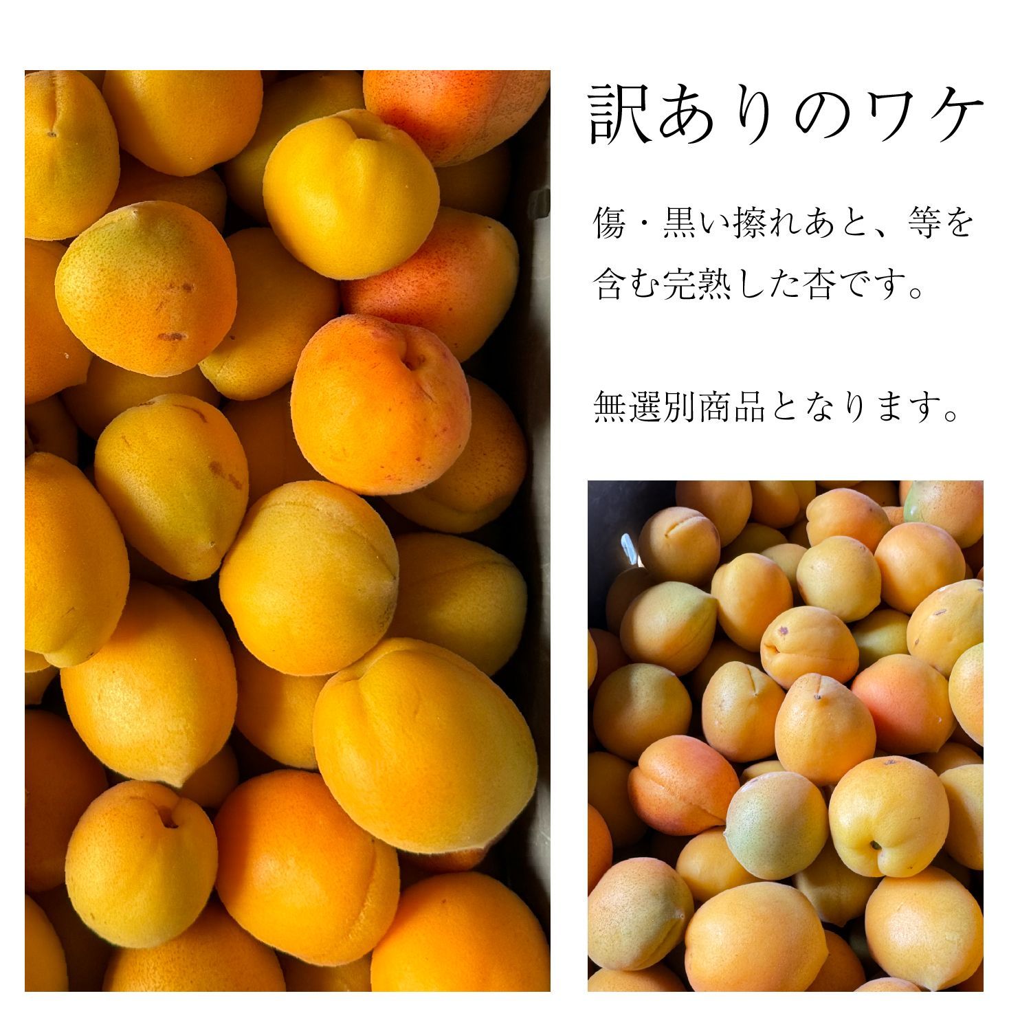 【北海道～関西エリア限定】　訳あり　青森県産　無選別　完熟あんず（杏子）　2Kg　※クール便