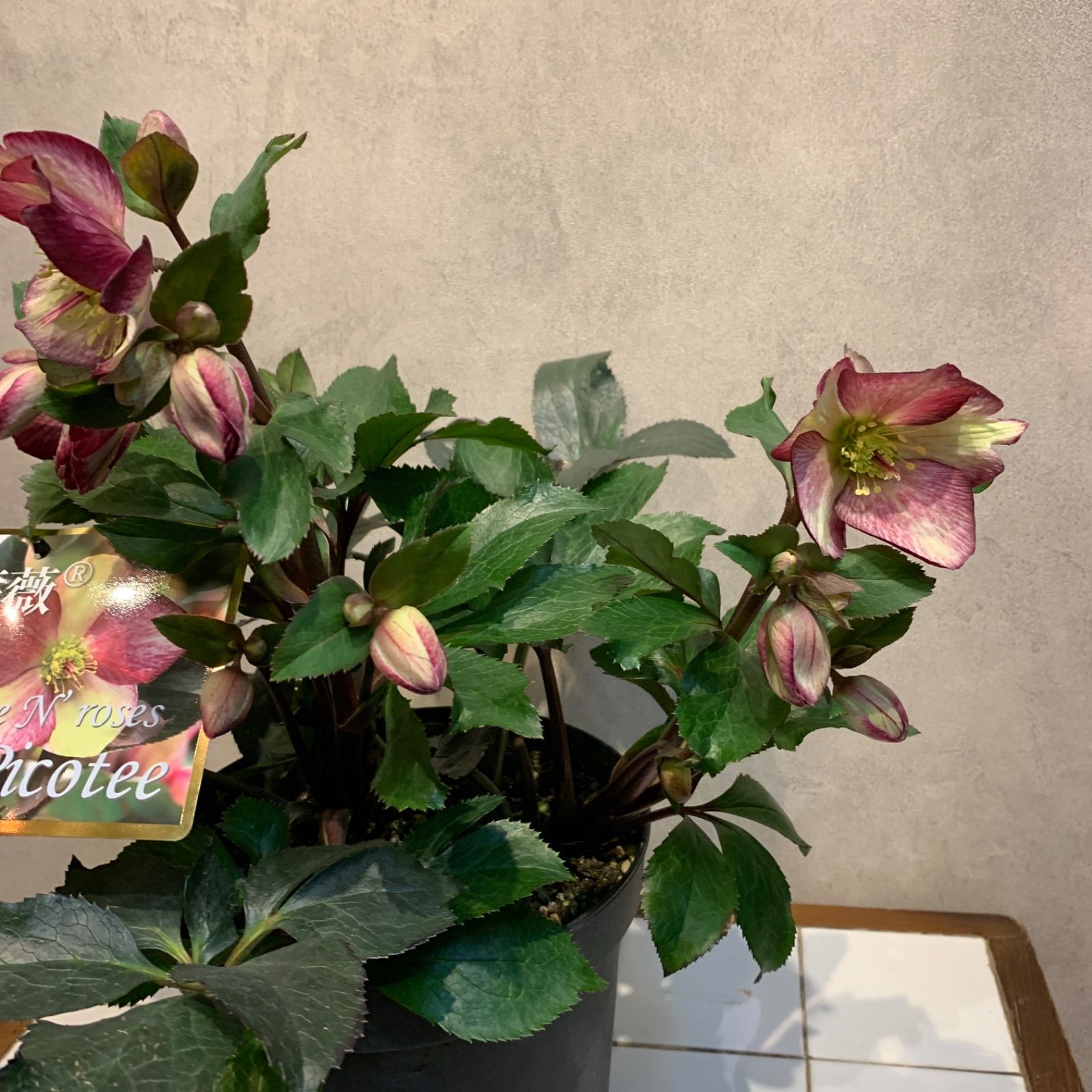 大鉢❗️クリスマスローズ❤️氷の薔薇 ダークピコティ 7号鉢