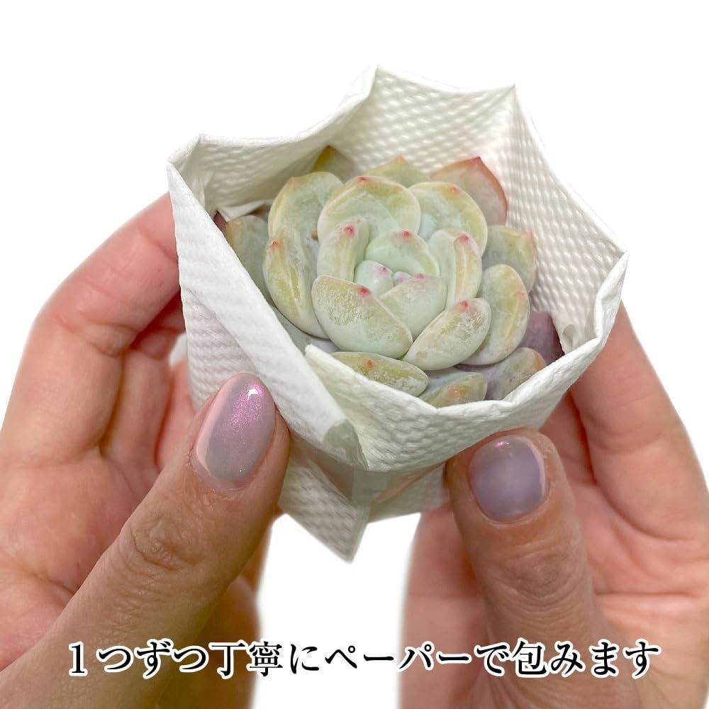 多肉植物