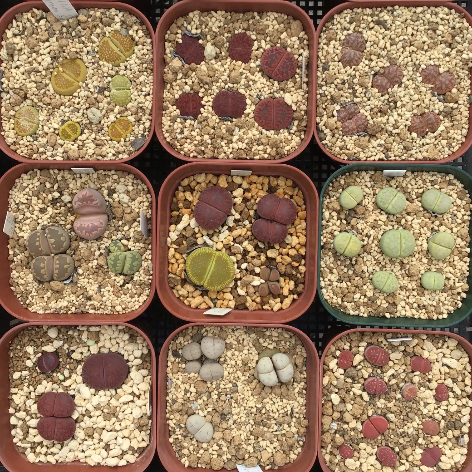 VdPLvfavpTGJ2mD9YQyKdH.jpg@webp