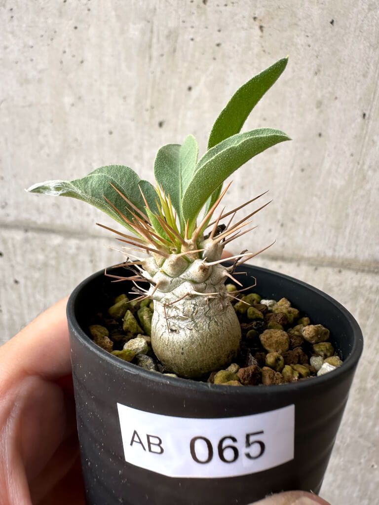 B65s 朱塗椿花形 帯留 菊花 螺鈿細工 楽天市場】螺鈿 帯留めの通販