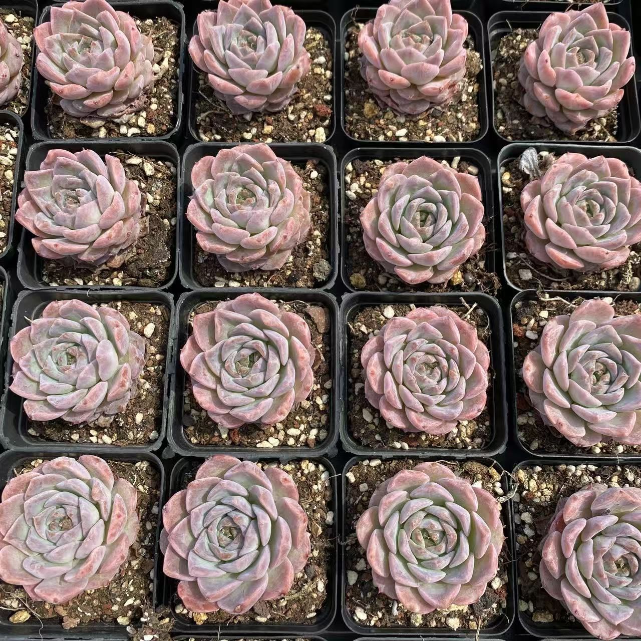 54株抜き苗セット】アメージンググレース 多肉植物 佐川急便発送