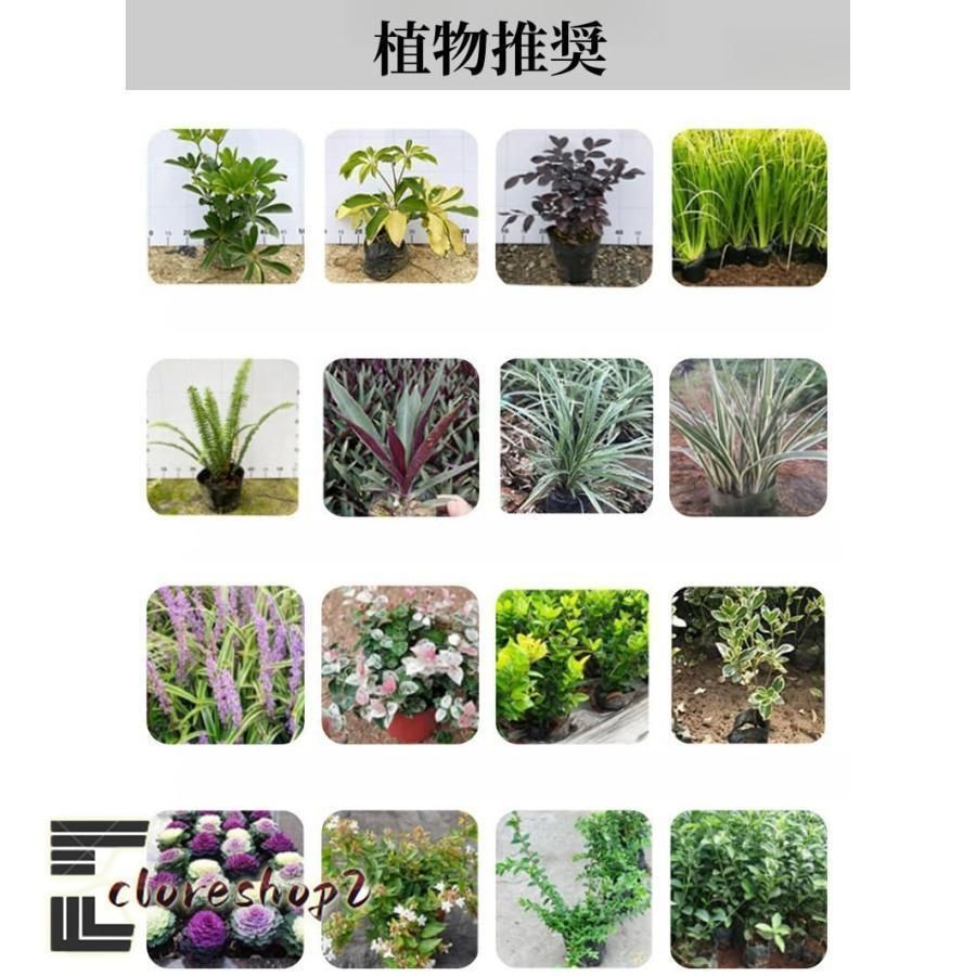 壁面緑化