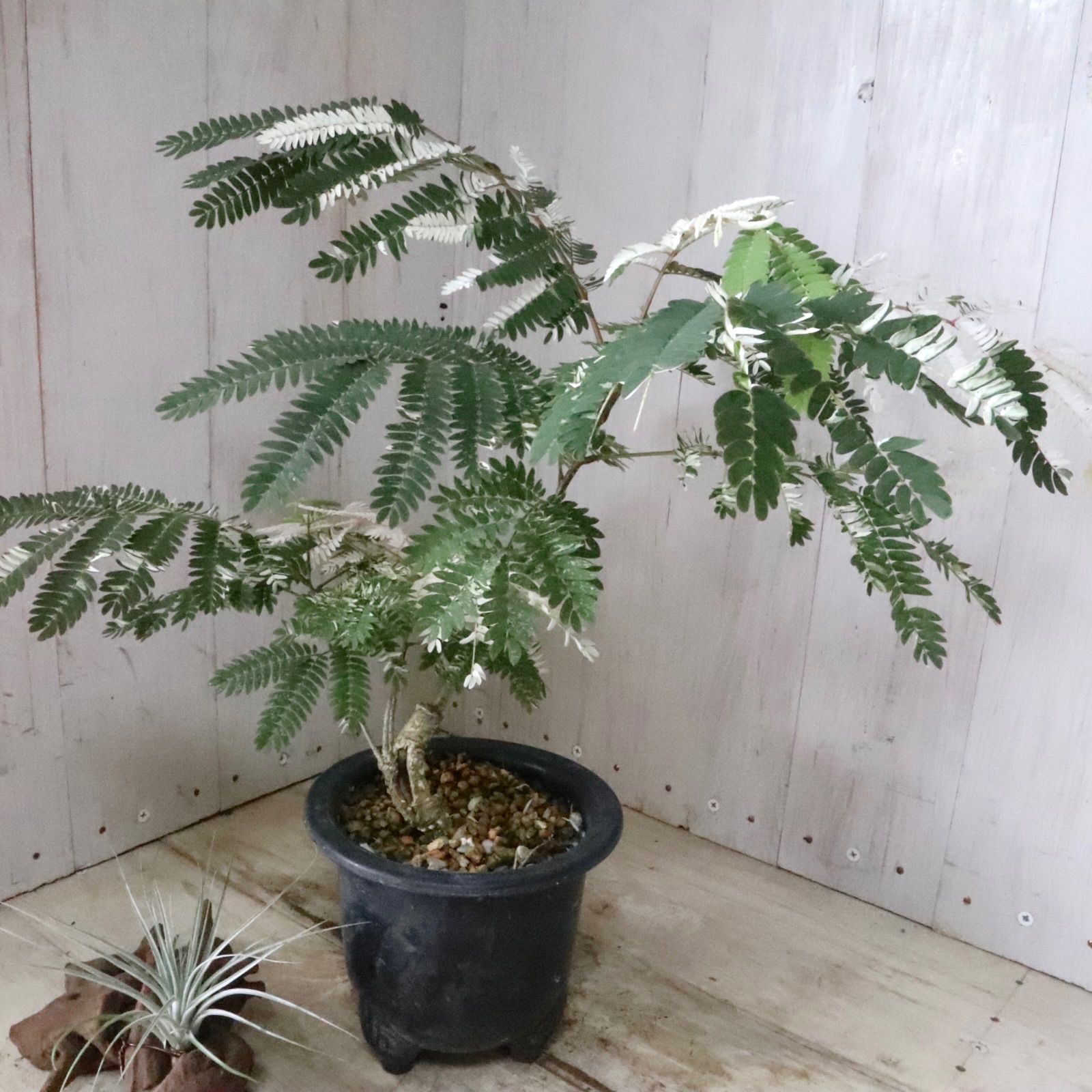 希少♡斑入り♡エバーフレッシュ♡ネムの木♡観葉植物♡インテリア