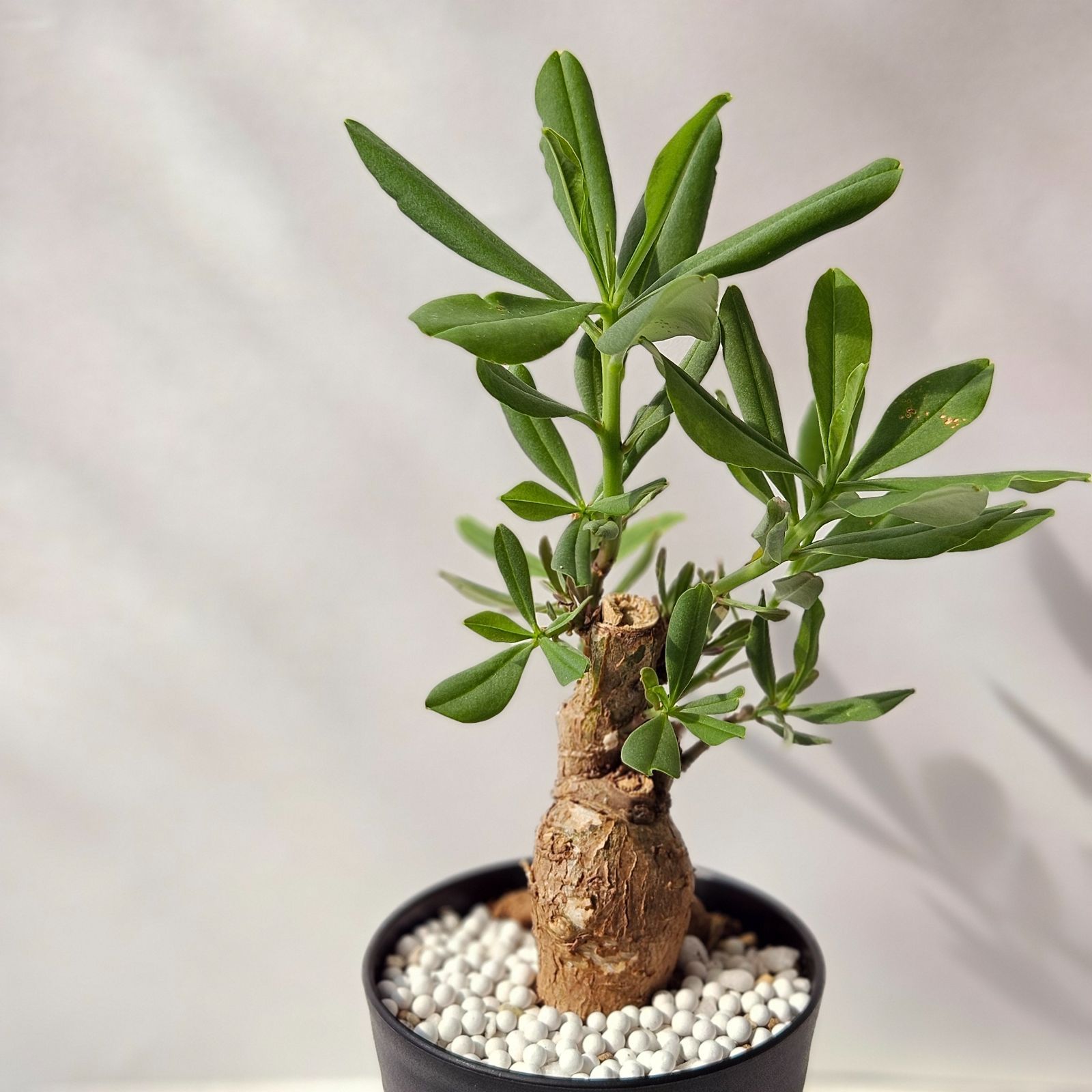 タリナム パニクラーツム 〛Talinum​ Paniculatum 発芽済 塊根植物