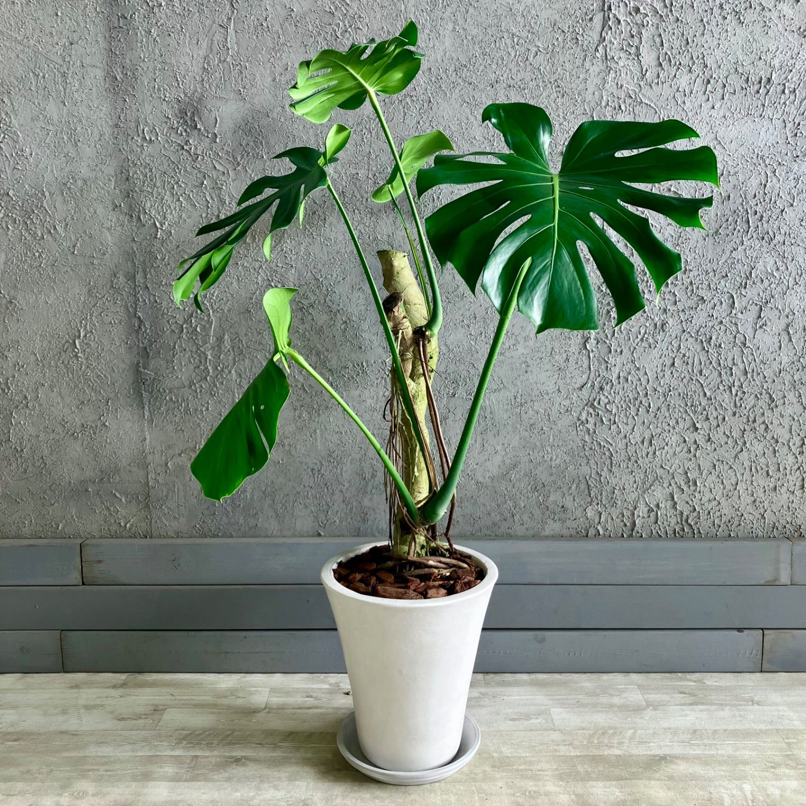 大型 幹太 根上がり モンステラ デリシオーサ 9号 テラコッタ鉢植え