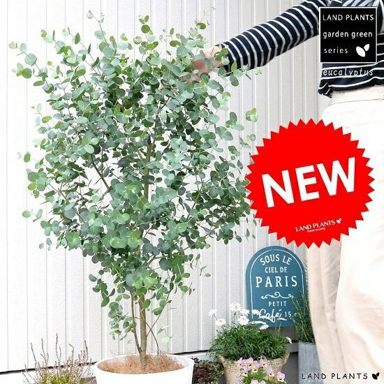 ユーカリ グニー 白色 セラアート 8号 鉢植え 大型 ポリアンセモス ユーカリの木 ユーカリプタス フトモモ 鉢 苗 苗木 白