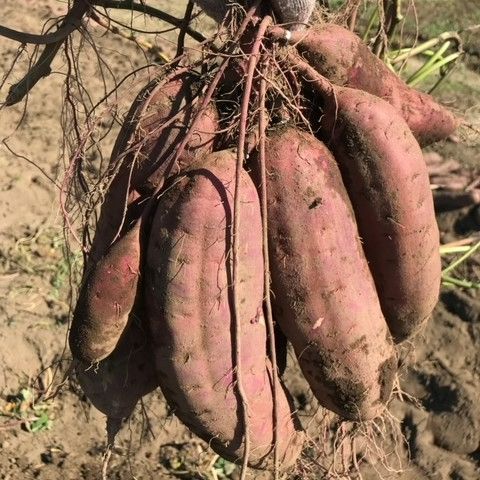 ベニはるか芋苗300本 蜜芋べにはるか苗300本セール - 果菜