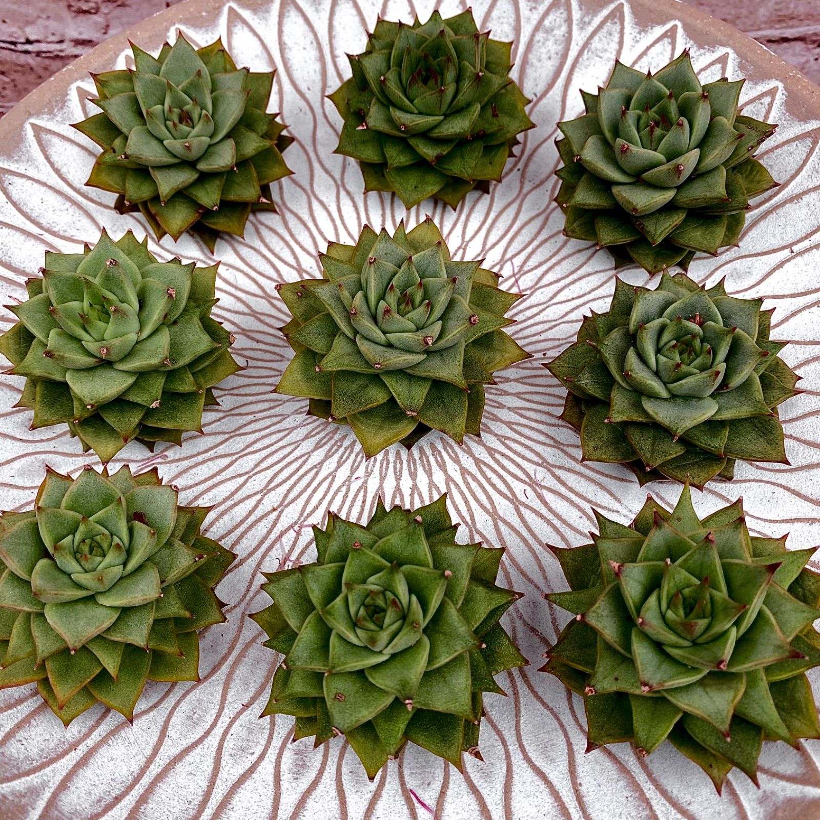 多肉植物　エケベリアsp  韓国苗 エケベリア7苗セット 多肉植物韓国苗 - メルカリ