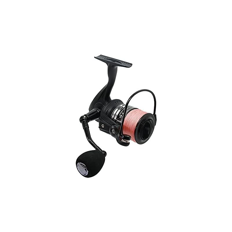 プロテア エクリプス 7号（バンクシア、グレビレア、リューカデンドロン）