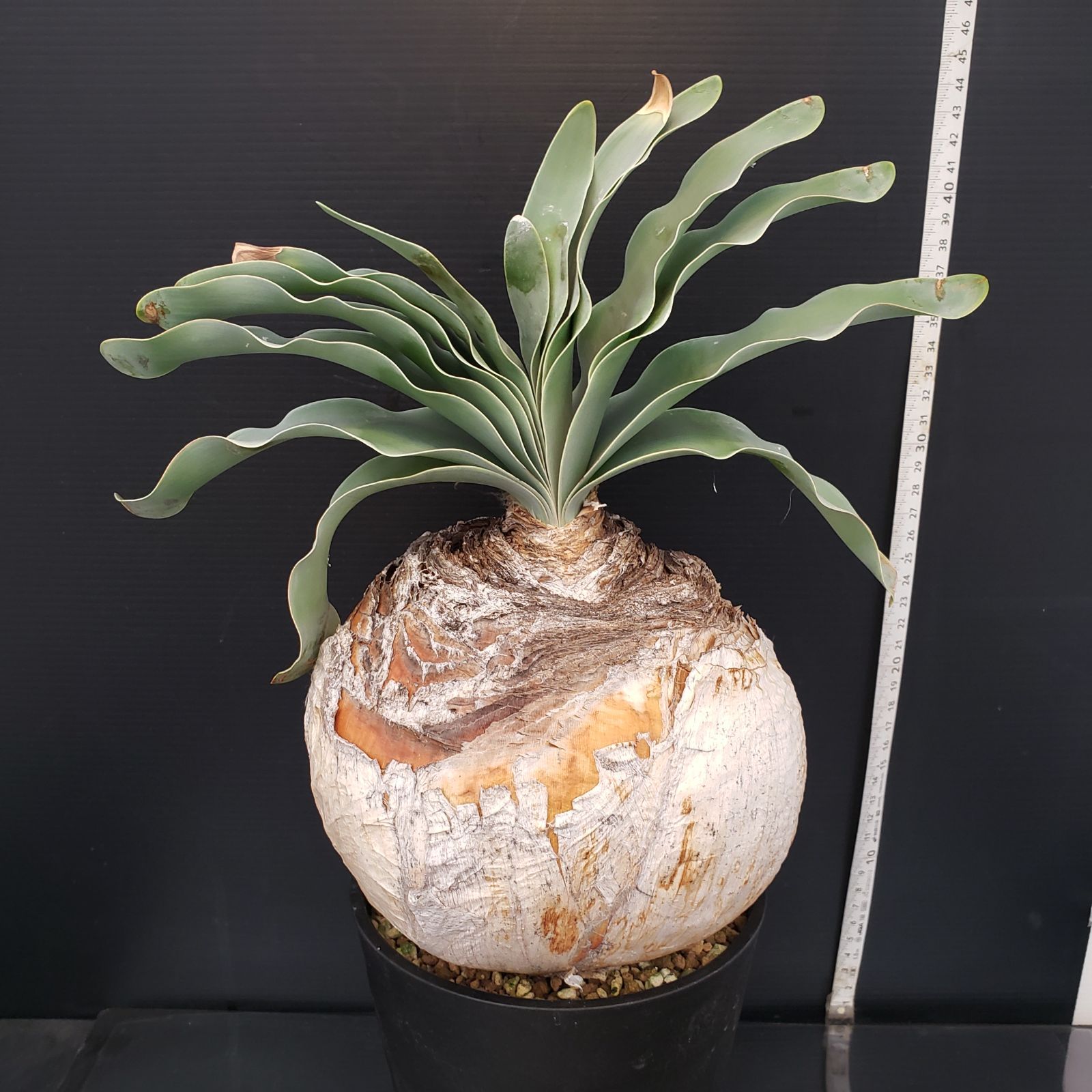 ゴ*ン様 K17「球根植物」ブーファン ハエマンソイデス 産地株 20株 ゴ*ン様 K17「球根植物」ブーファン ハエマンソイデス 産地株 20株 ゴ*ン