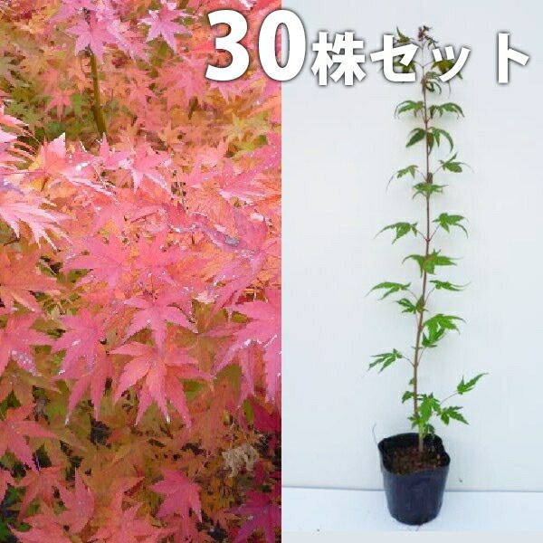 50 イロハモミジ 50 山採り イロハモミジ - 落葉樹安い 価格