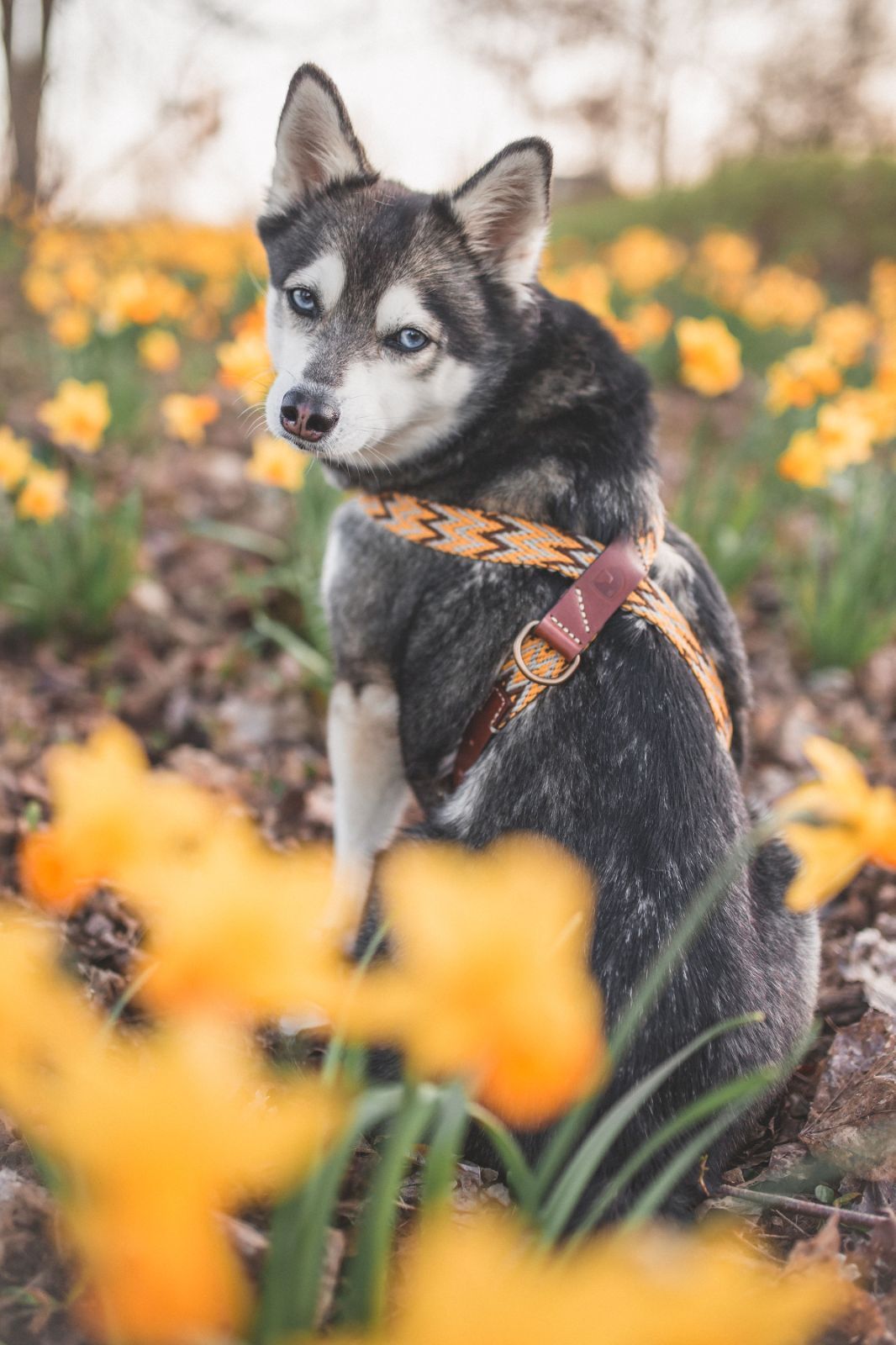 スペイン製 犬用ハーネス Peruvian G 小型犬 中型犬