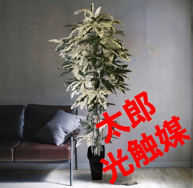 光触媒 人工観葉植物 ウォールグリーン フェイク 斑入りパキラ 光触媒 人工観葉植物 ウォールグリーン フェイク 斑入りパキラ