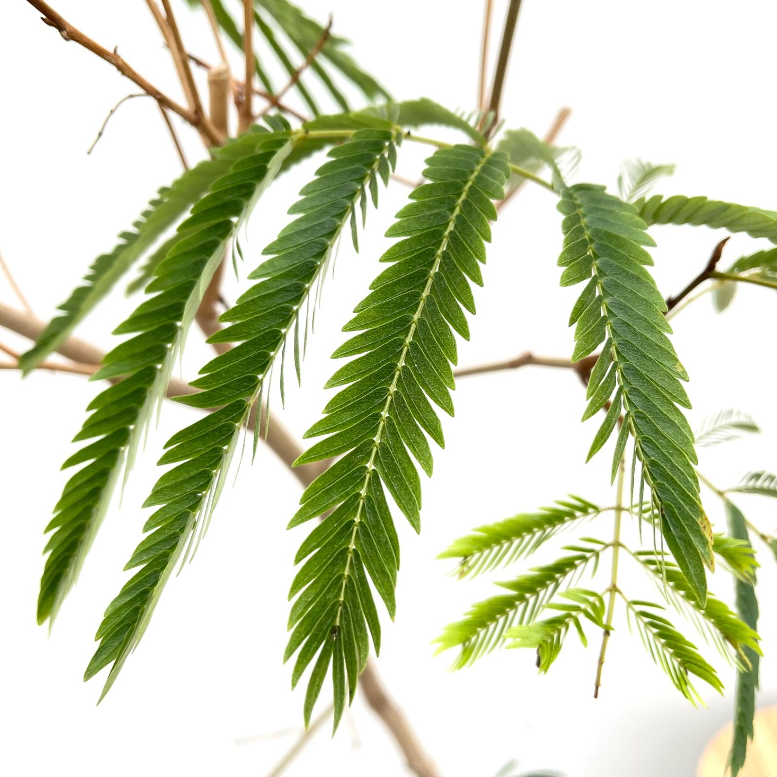 エバーフレッシュ 曲がり 9【現品】観葉植物 大型 室内 【公式通販】