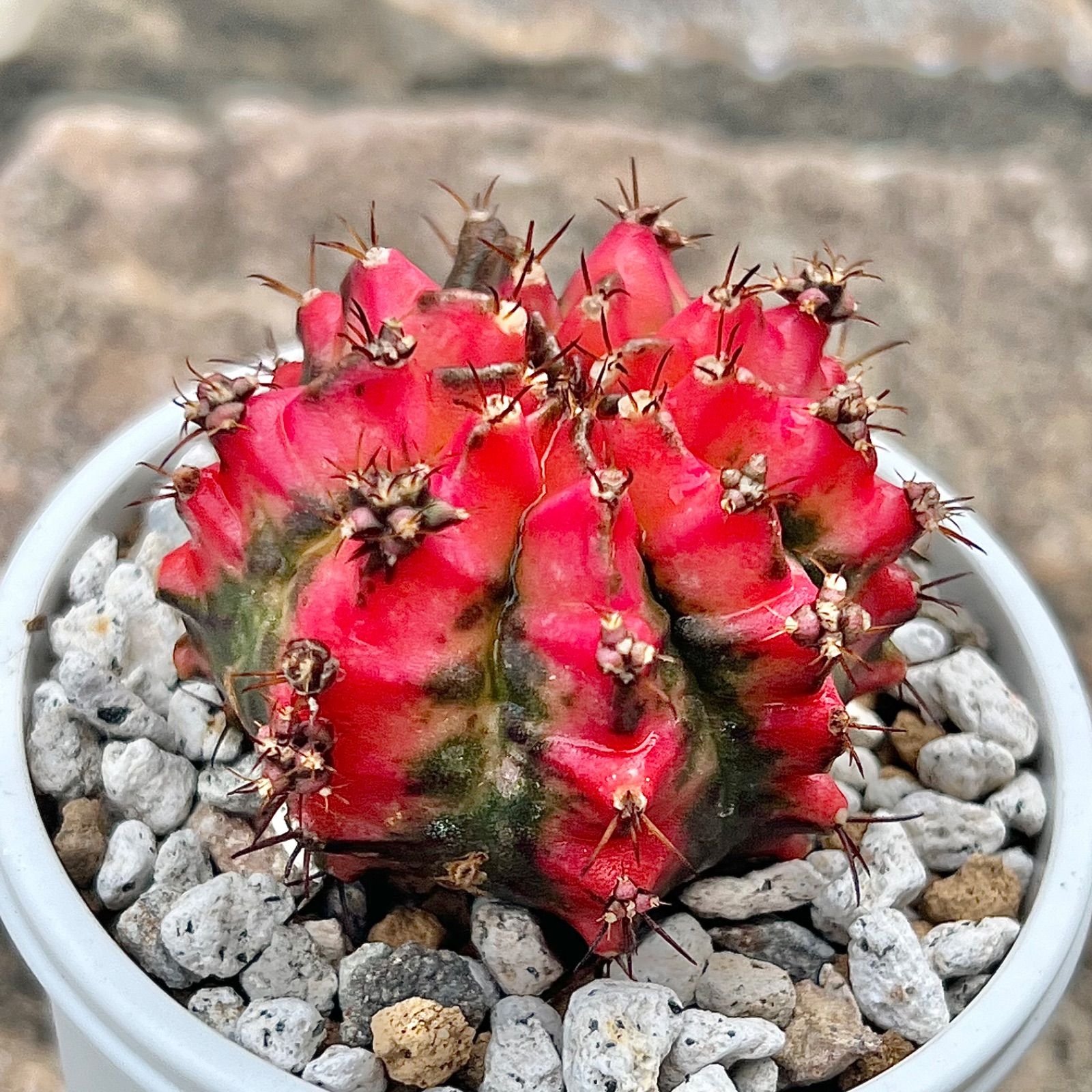 希少 サボテン ギムノカリキウム 九紋竜 錦 観葉植物