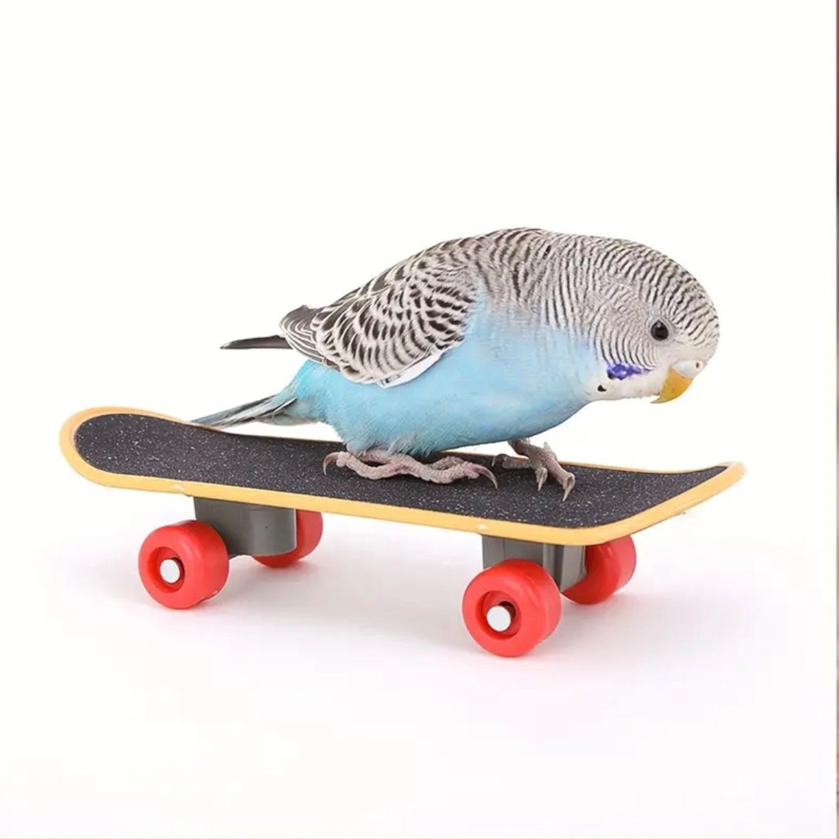 ミニ　スケボー　鳥　インコ　玩具　指スケ　トイ　バード　小鳥