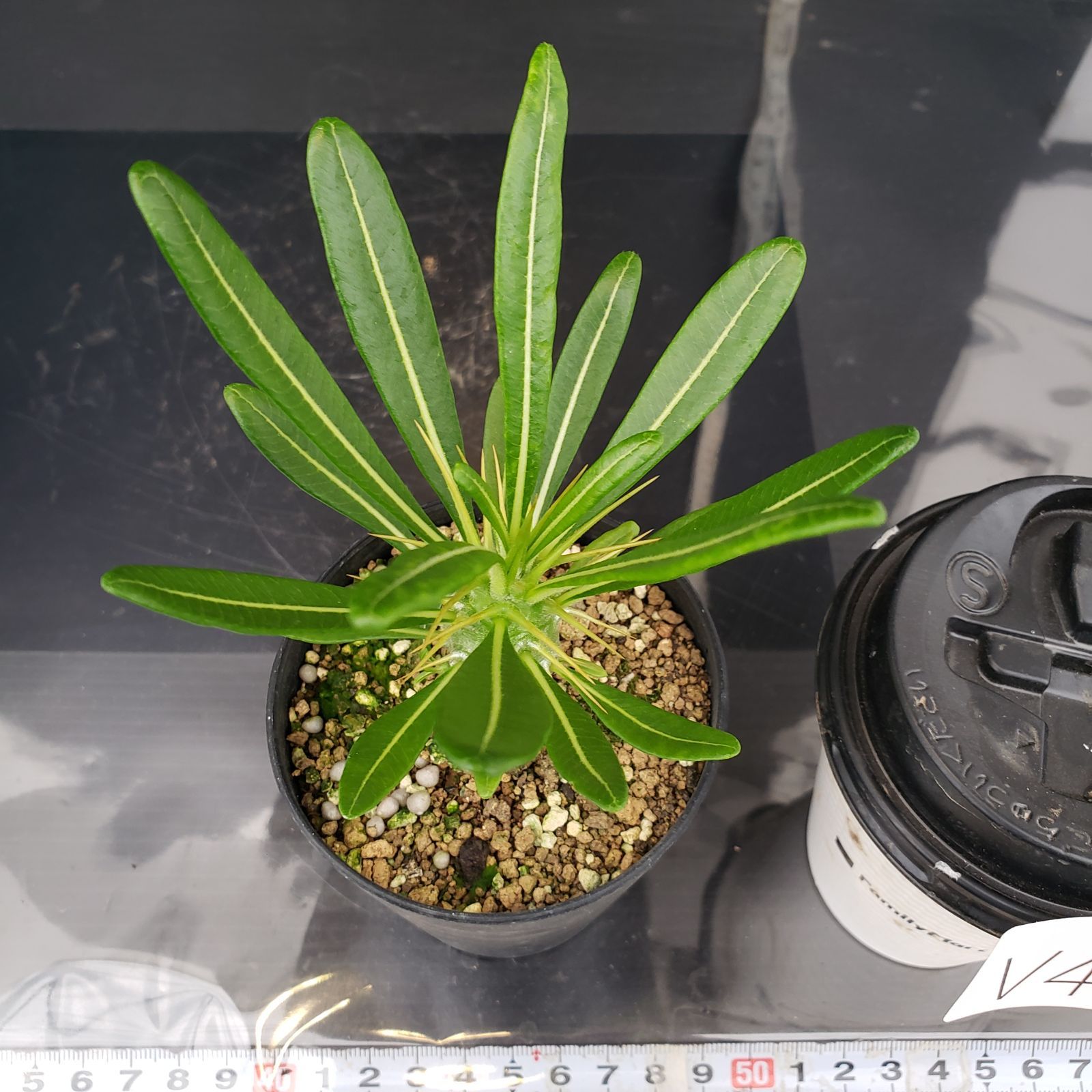 速達発送 ラスト1株 国内実生3年株 パキポディウム アンボンゲンセ ④ パキポディウム アンボンゲンセ 実生 | GREEN LUCK