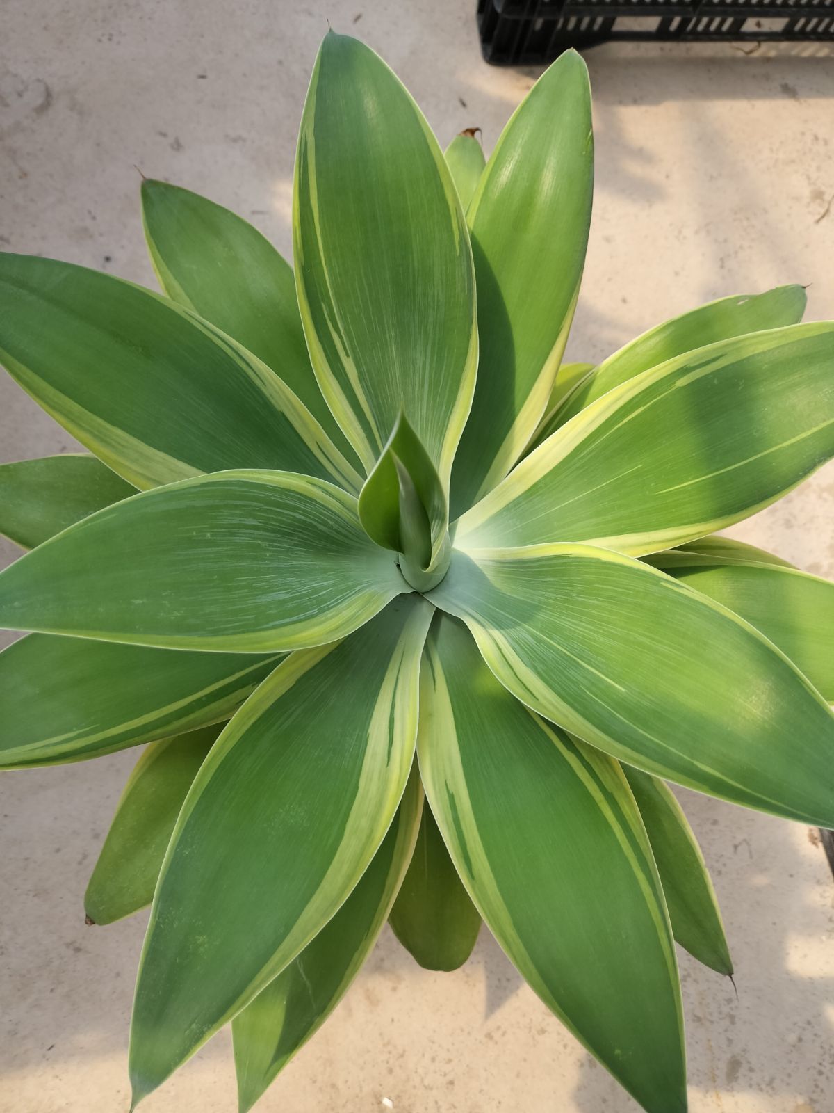 アガベ・アテナータ【黄斑入り】 - メルカリ