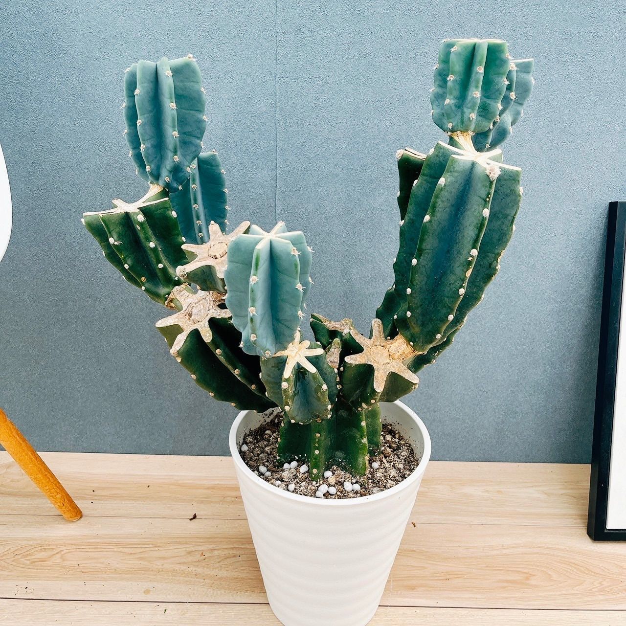 19番 柱サボテン