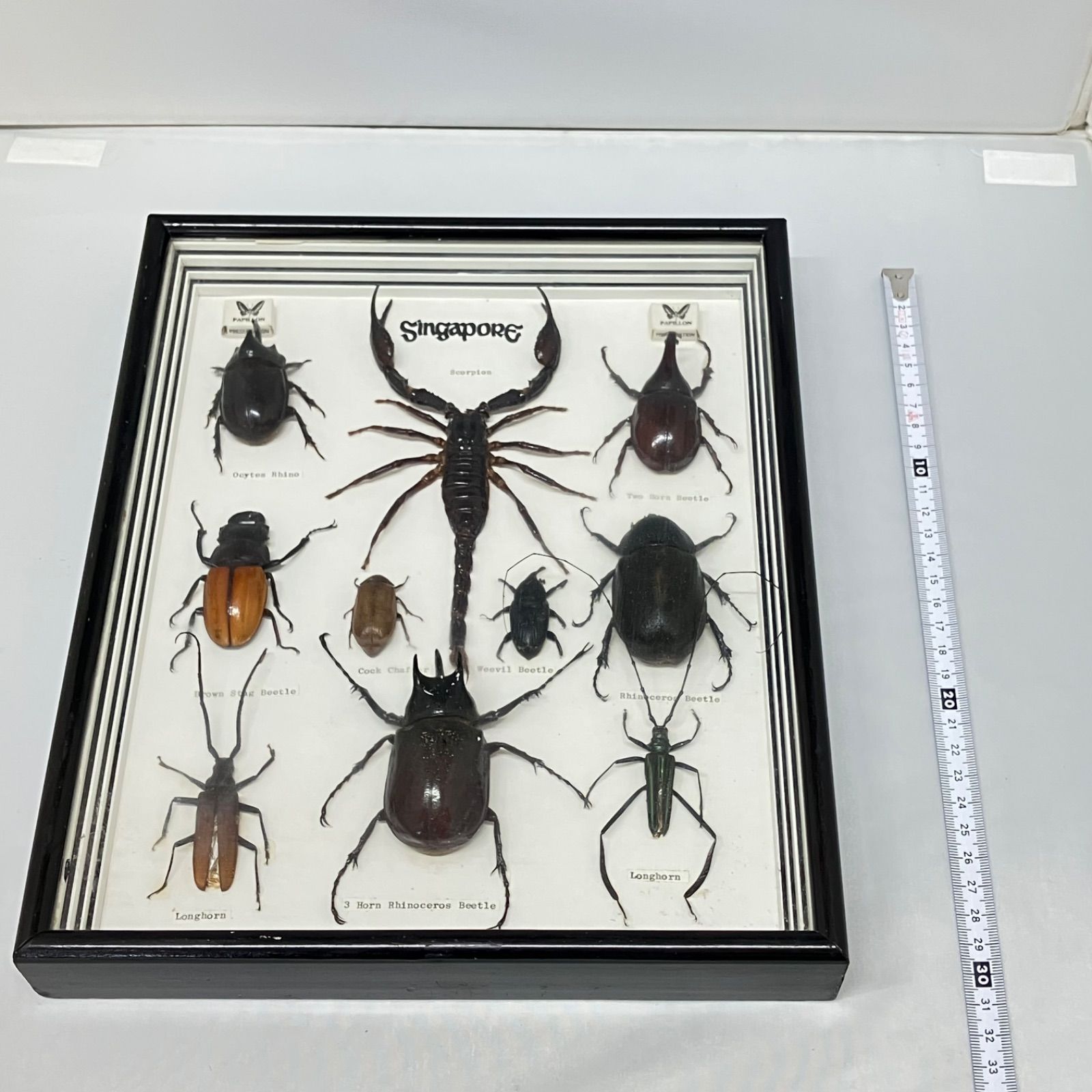 2本角カブト 3本角カブト