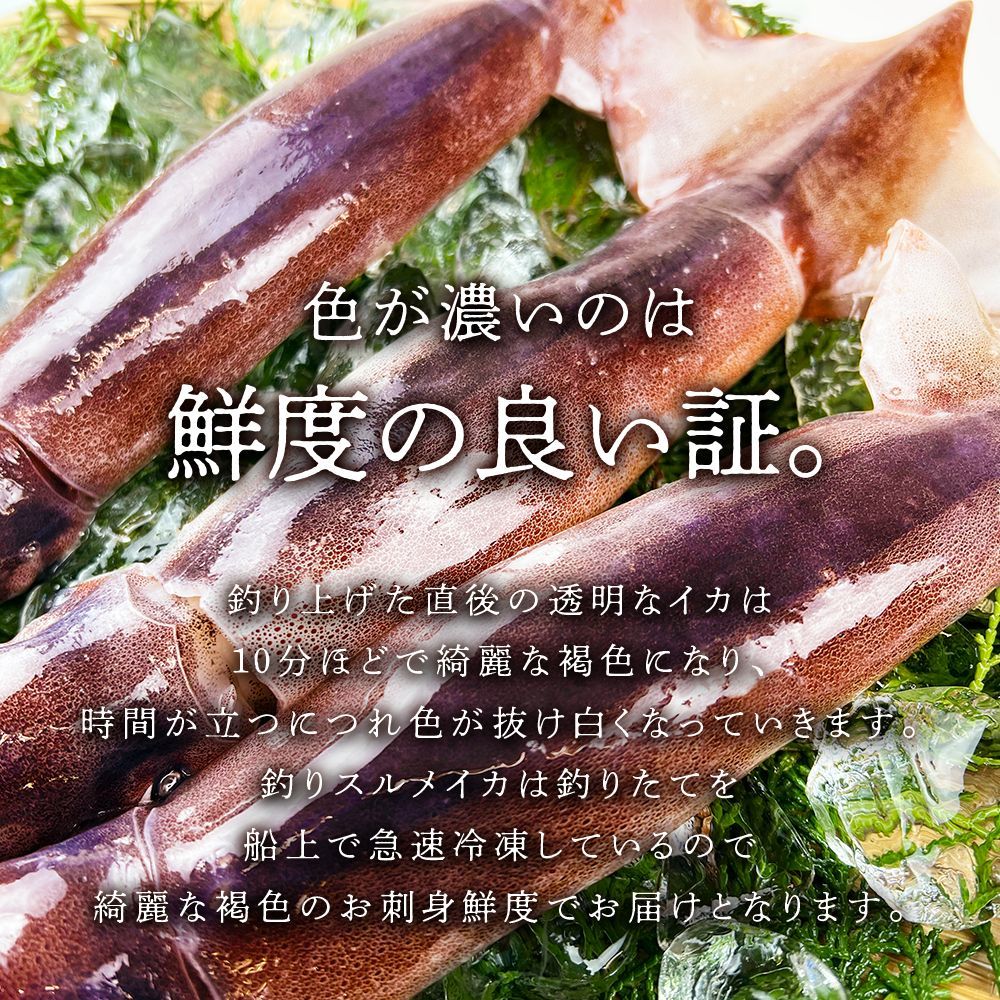 【お刺身鮮度をご家庭で】いかの街 八戸港産 船凍スルメイカ-1