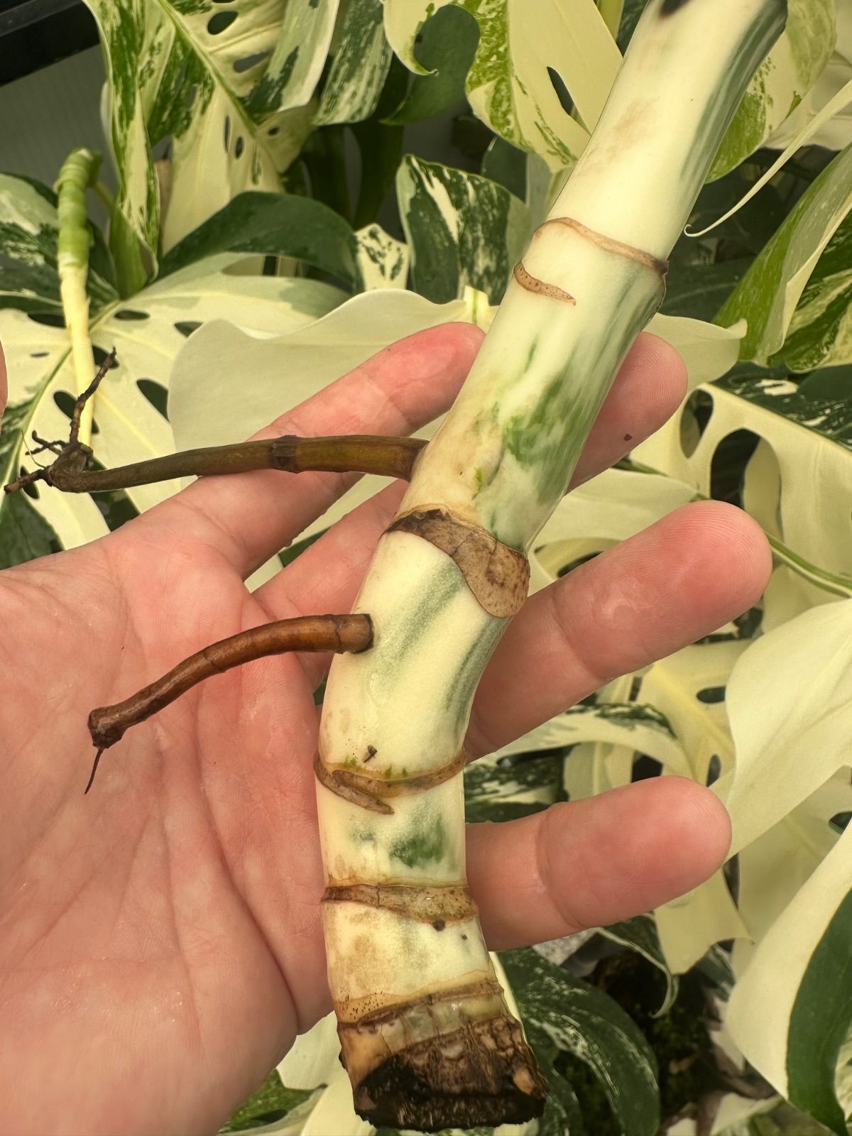 お得な極上茎【発根済み】斑入り モンステラ ホワイトタイガー