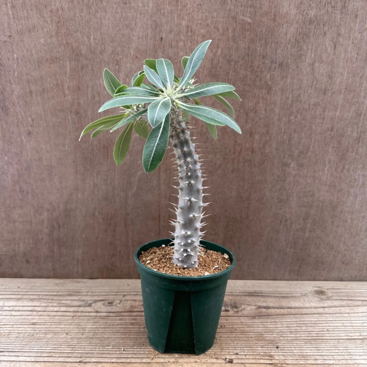 パキポディウム デンシフローラム② パキポジウム デンシフロルム シバ女王の玉櫛 Pachypodium densiflorum 現品 観葉植物 観葉  植物 珍奇植物 珍奇 珍しい レア 希少 塊根植物 塊根 コーデックス おうち時間 グリーン - メルカリ