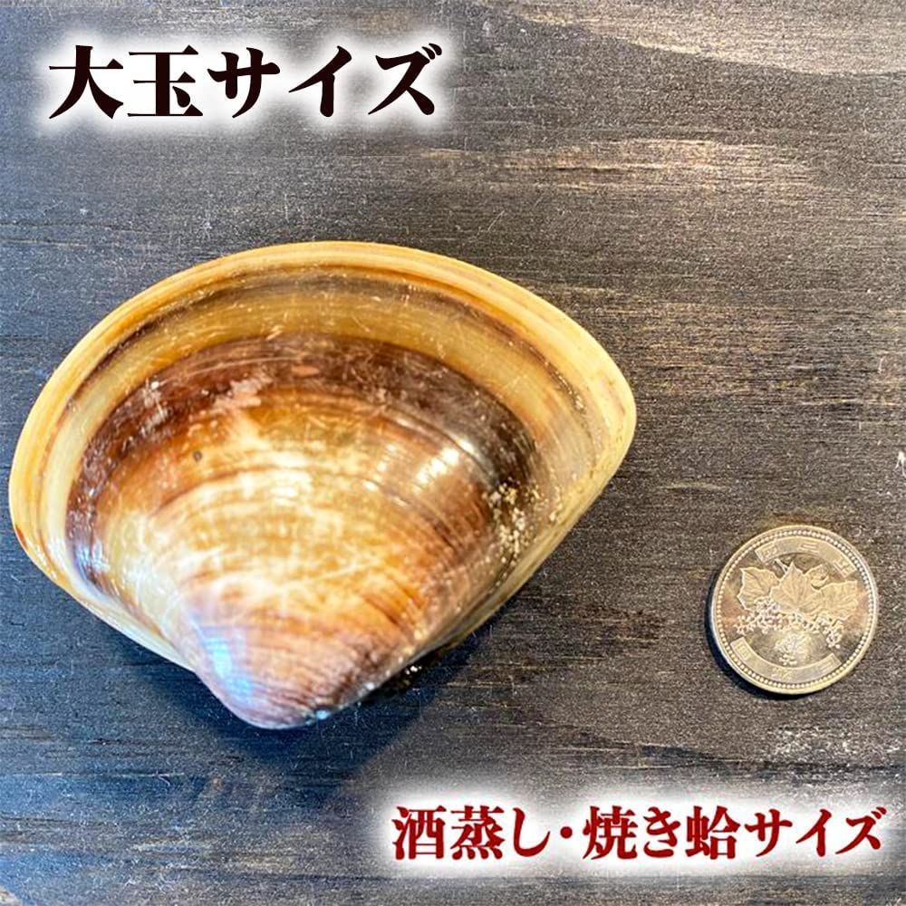 千葉県産 はまぐり （蛤） 大サイズ 約1kg - 貝類