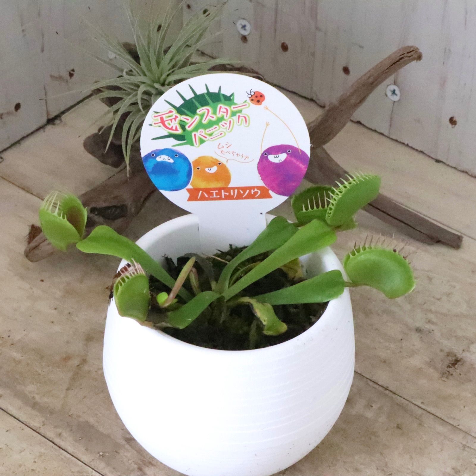 おまかせ♡食虫植物♡観葉植物♡1鉢♡ - メルカリ