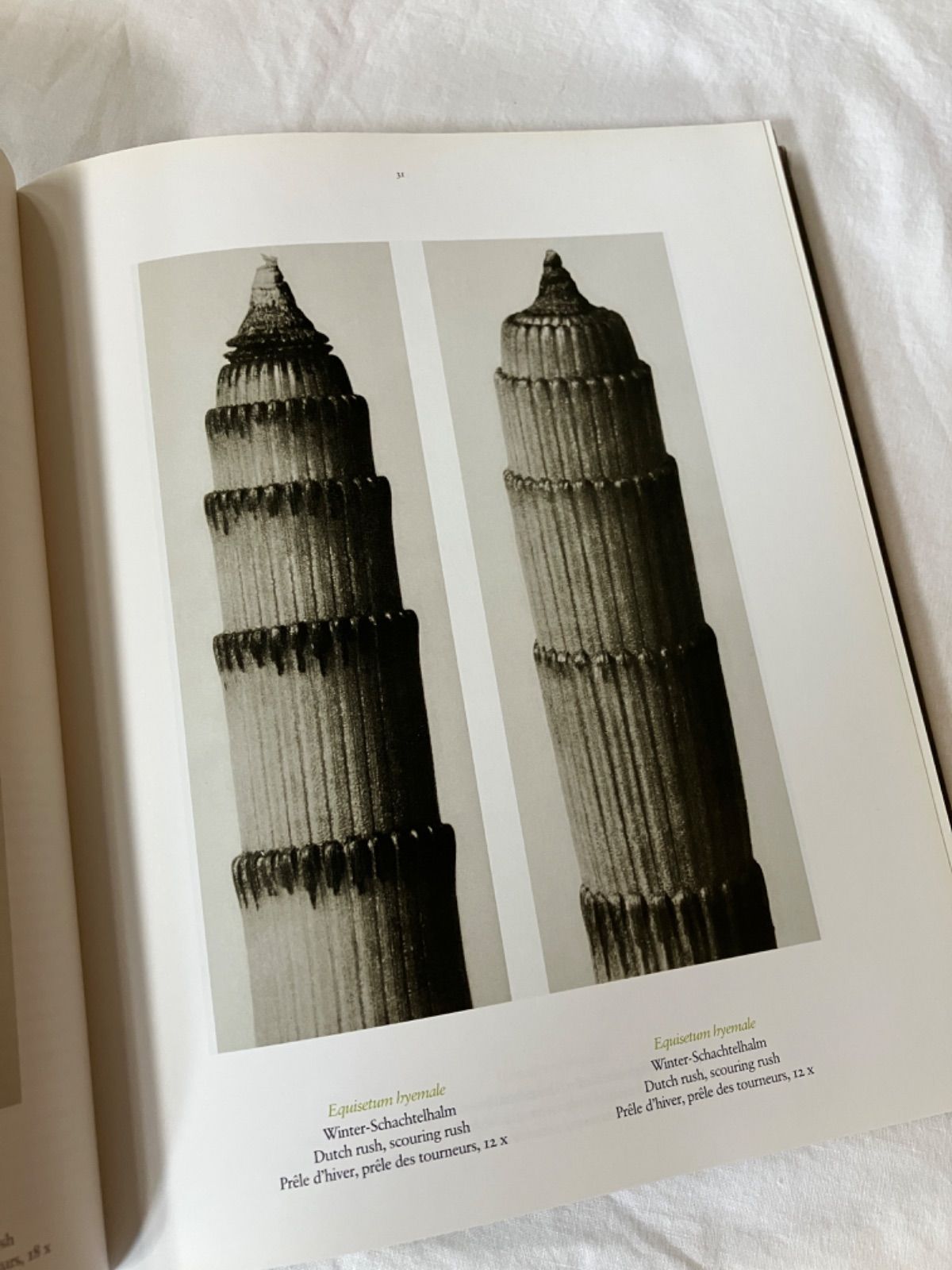 カール・ブロスフェルト 写真集 Karl Blossfeldt - メルカリ