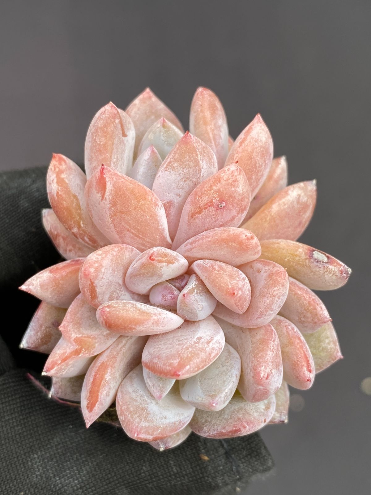 ＊*＊様 朱子玉 L455×105苗 土付き 多肉植物 エケベリア サボテン 韓 様 朱子玉 L455×105苗 土付き 多肉植物 エケベリア サボテン 韓 新発売