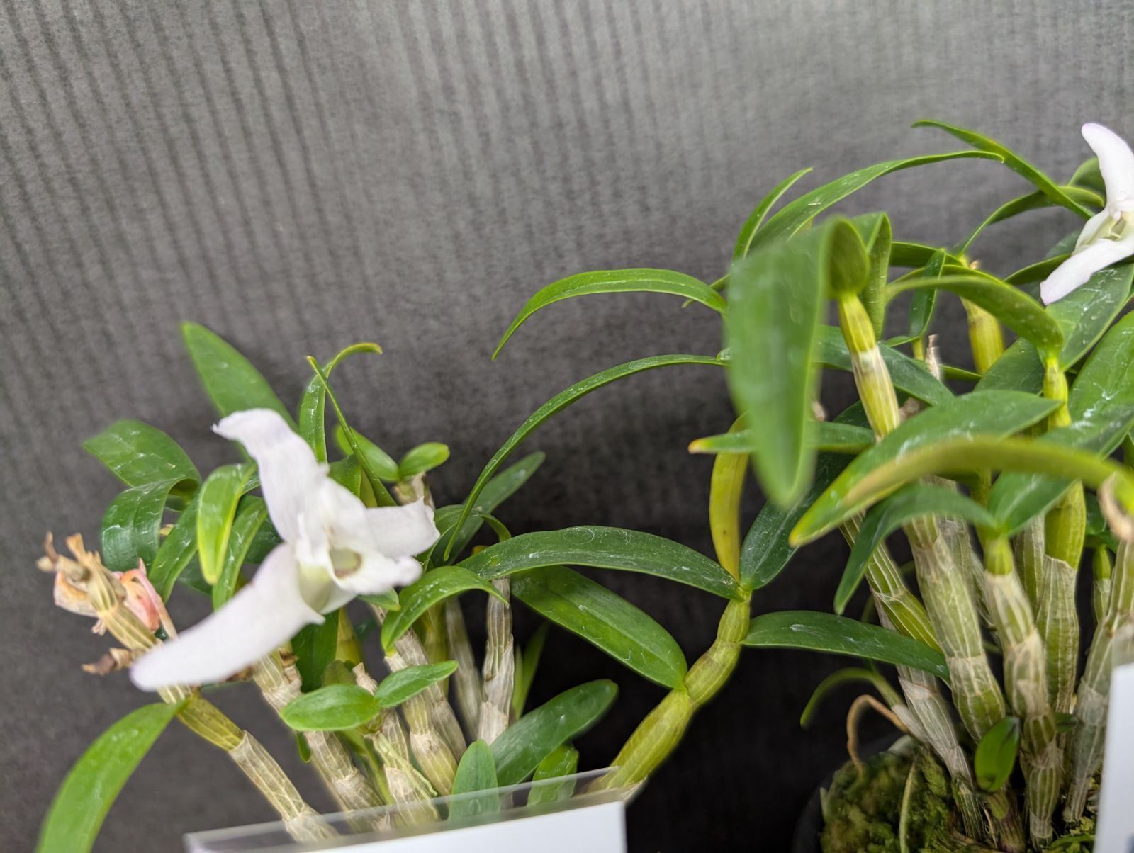 花物セッコク 長生蘭