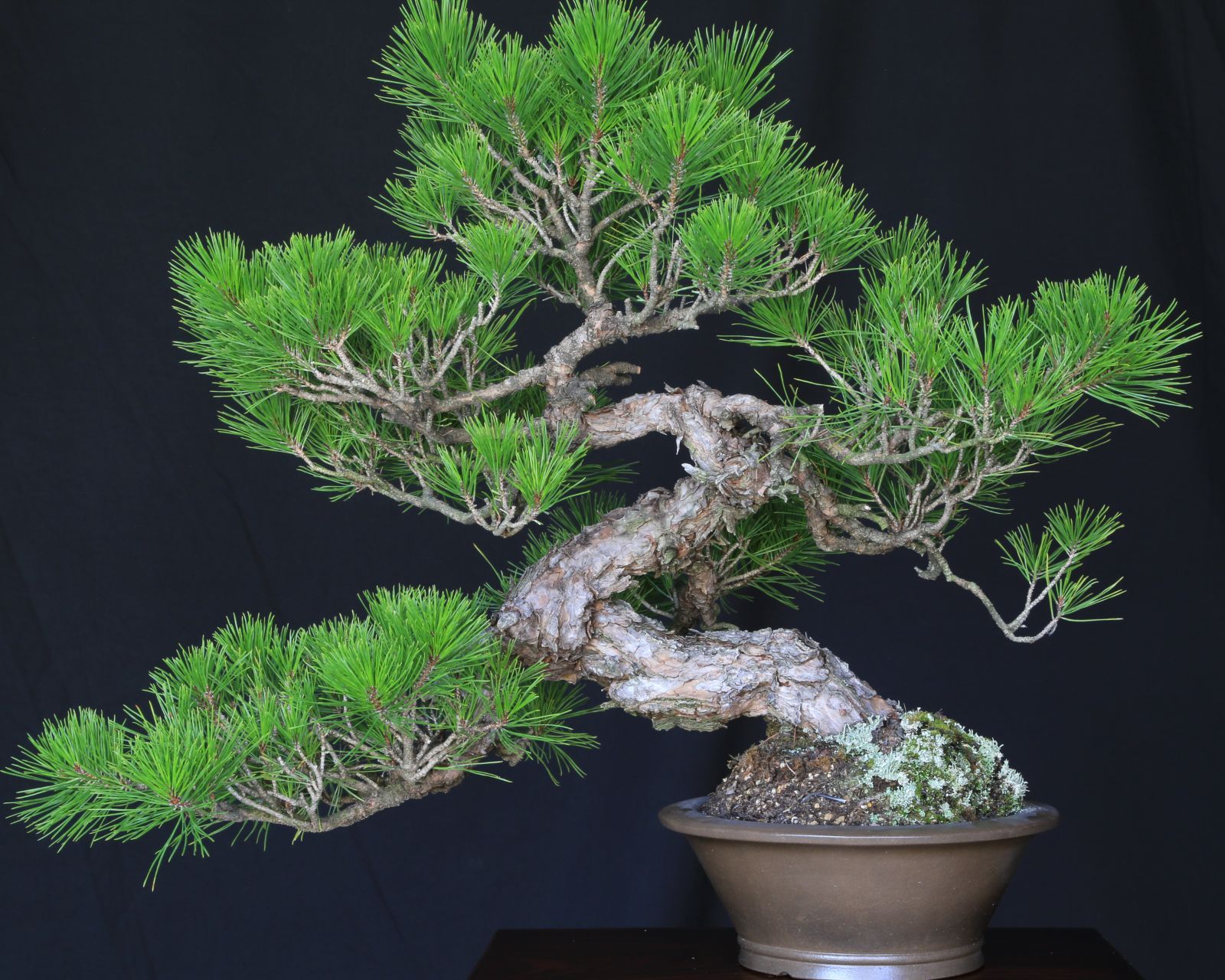 特別な逸品！山木　山採り　赤松　推定数百年　ジン　シャリ　大品 特別な逸品！山木 山採り 赤松 推定数百年 ジン シャリ 大品