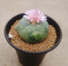 銀冠玉錦 実生 サボテン - メルカリ