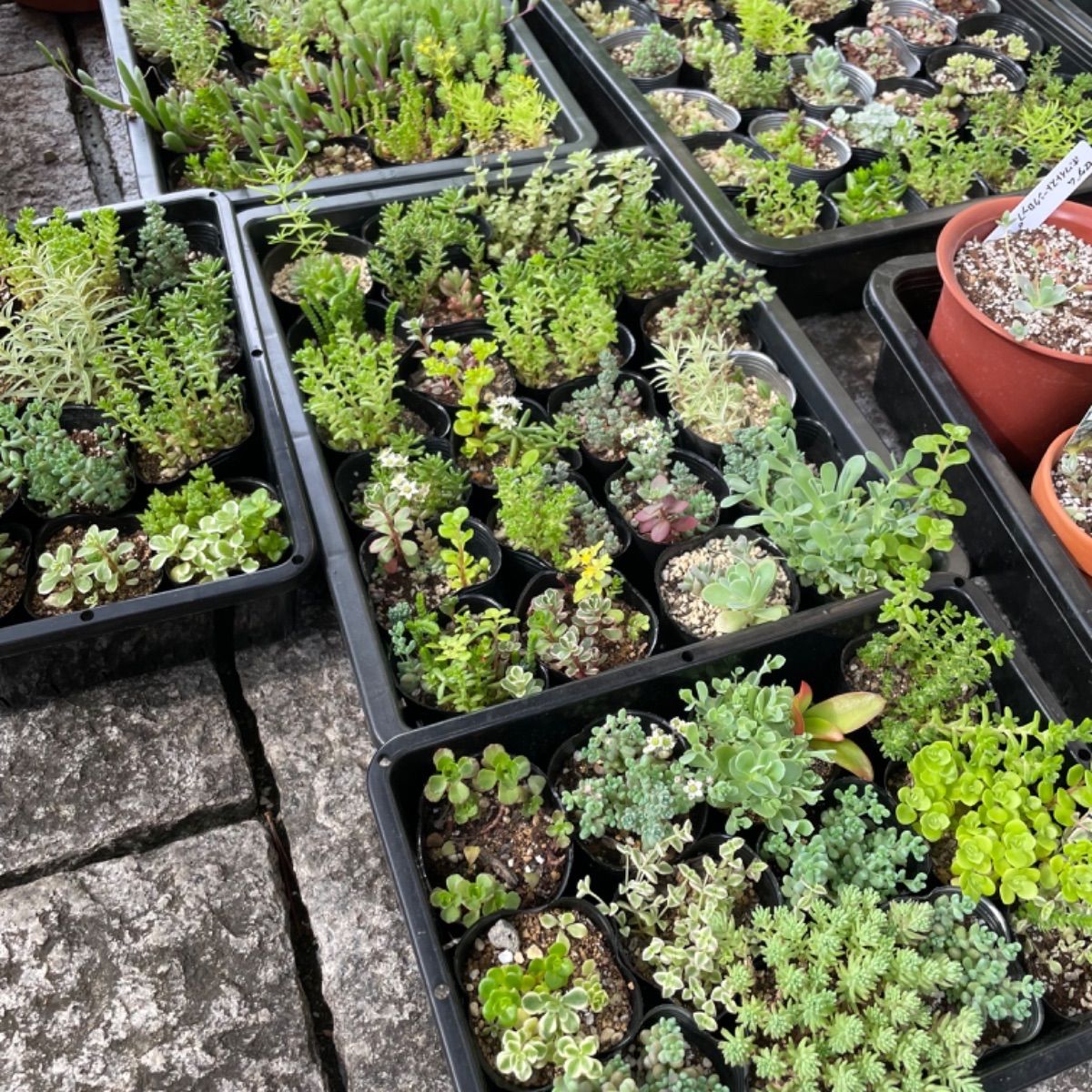 セダム抜き苗 カメレオン錦 セダム 抜き苗 | 多肉植物カット苗の通販